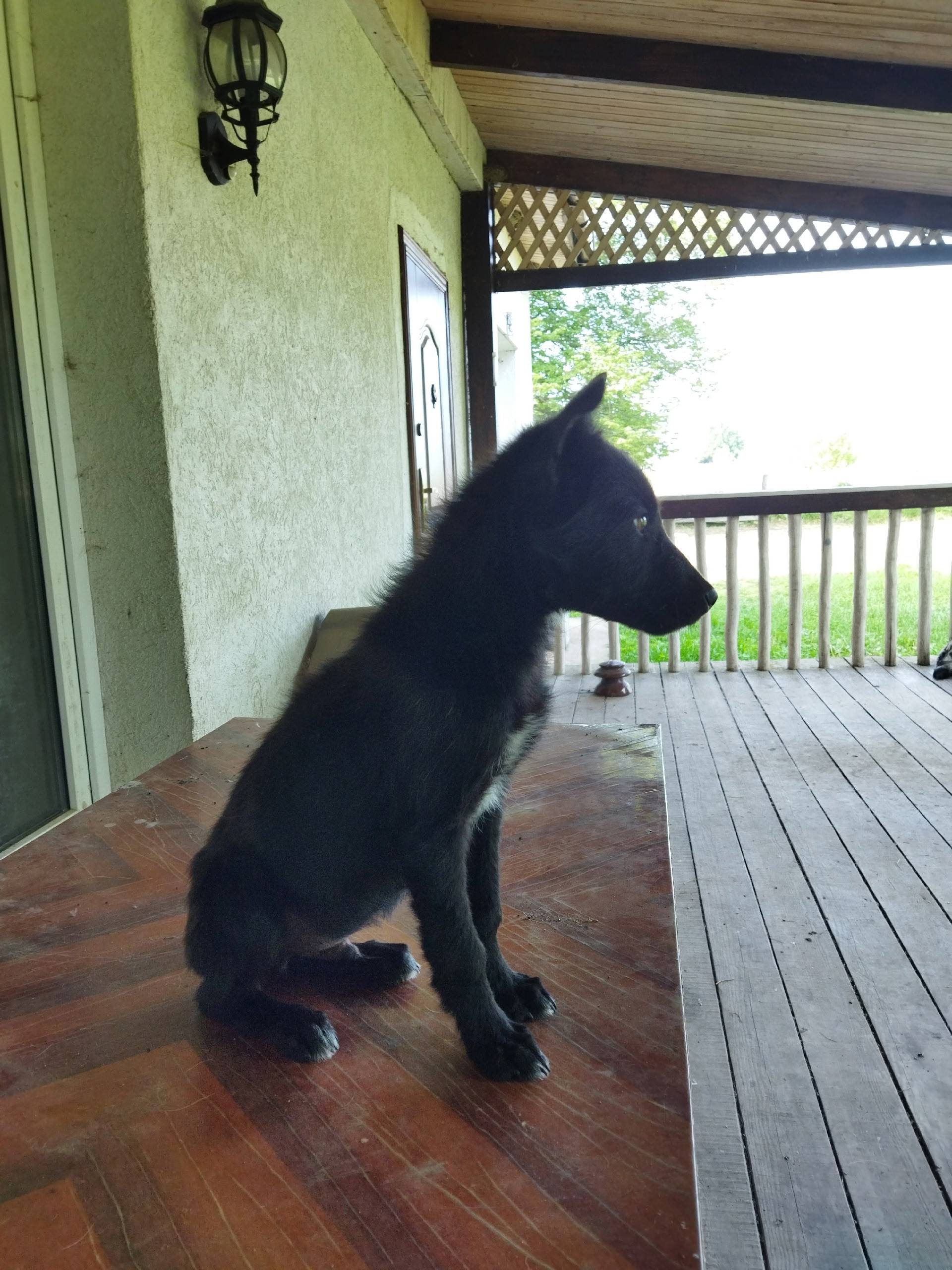 В лесополосе недалеко от посел...