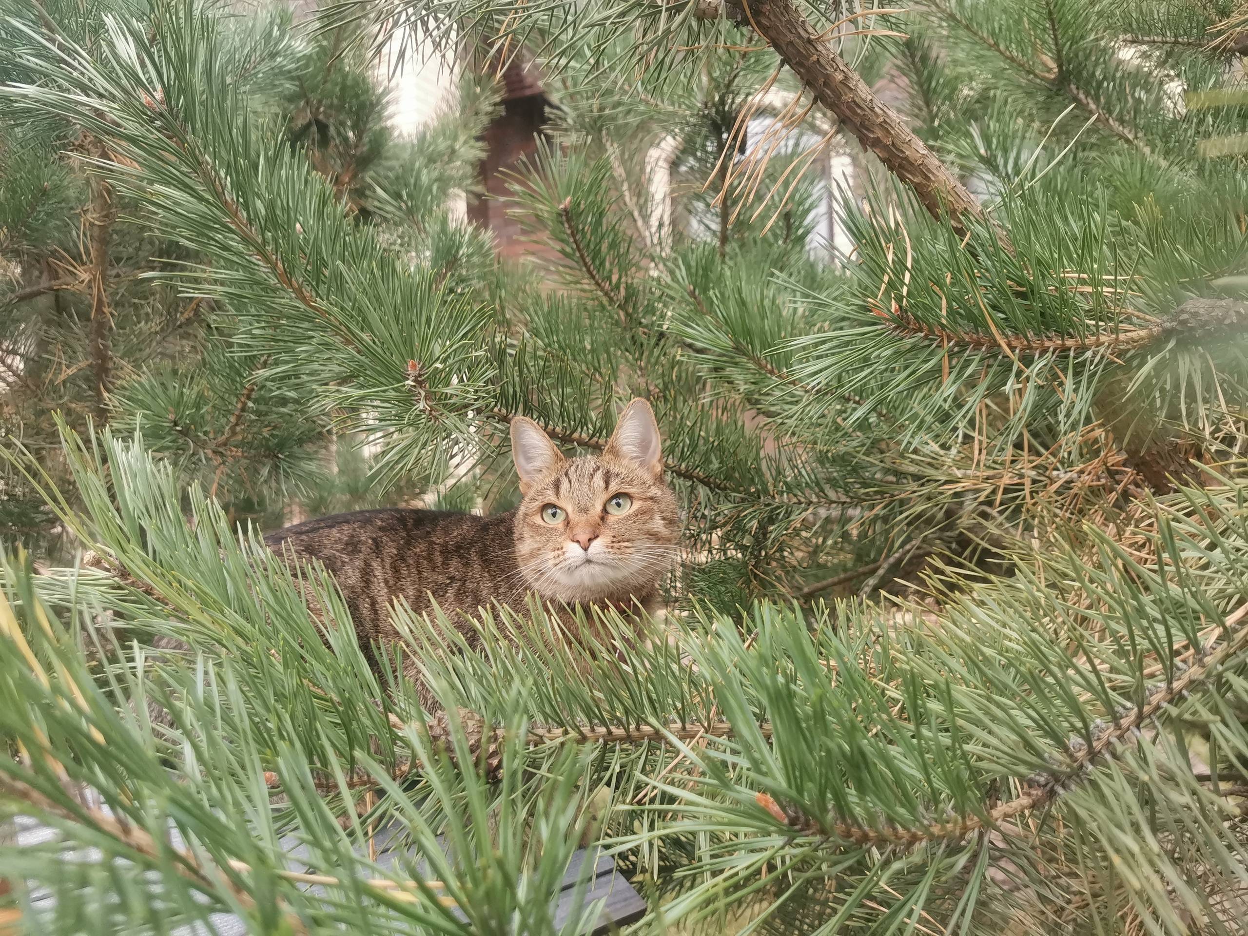 Пропала кошка. Ушла гулять 4 и...