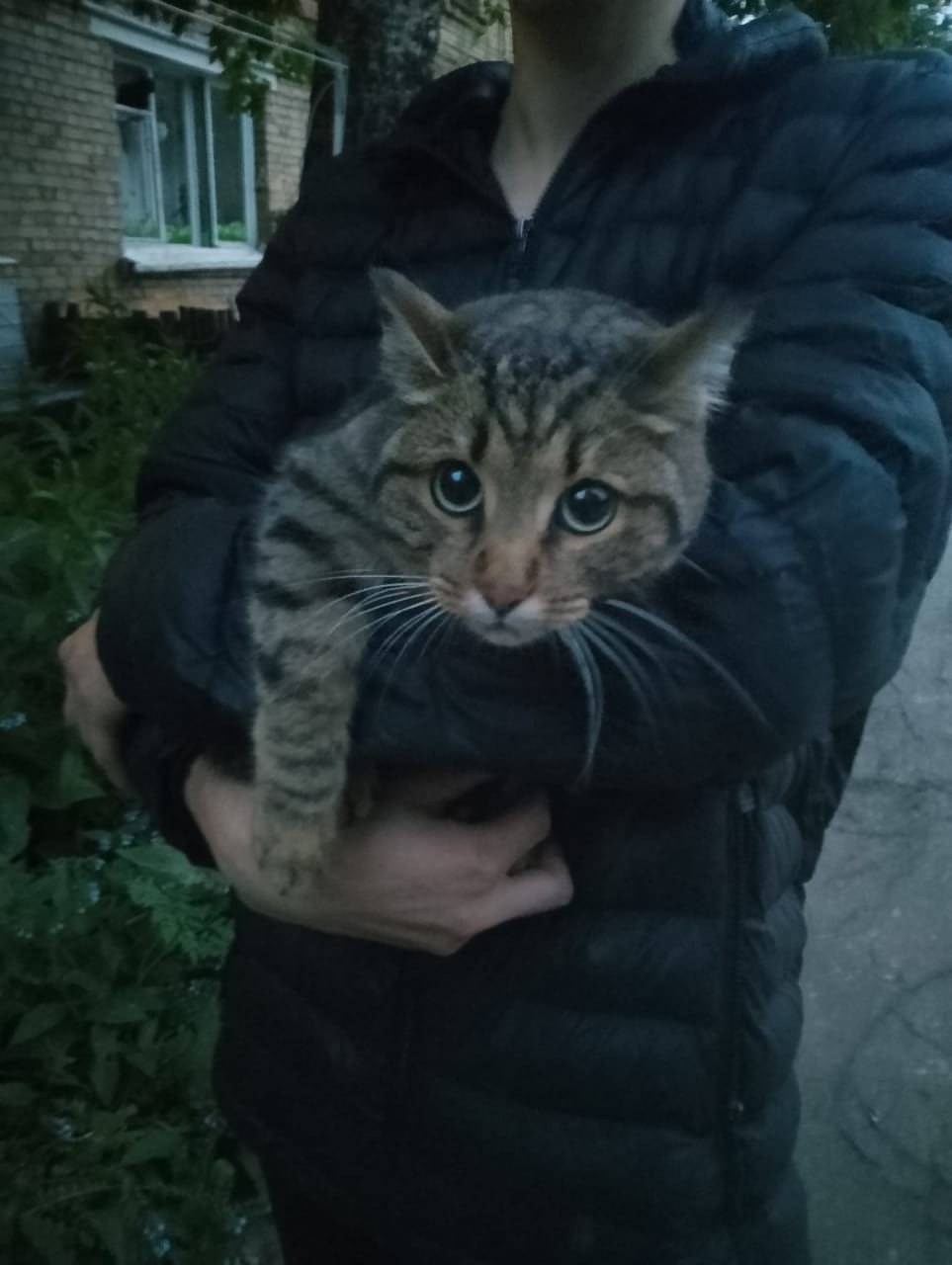 Найден кот на чердаке,кто выки...