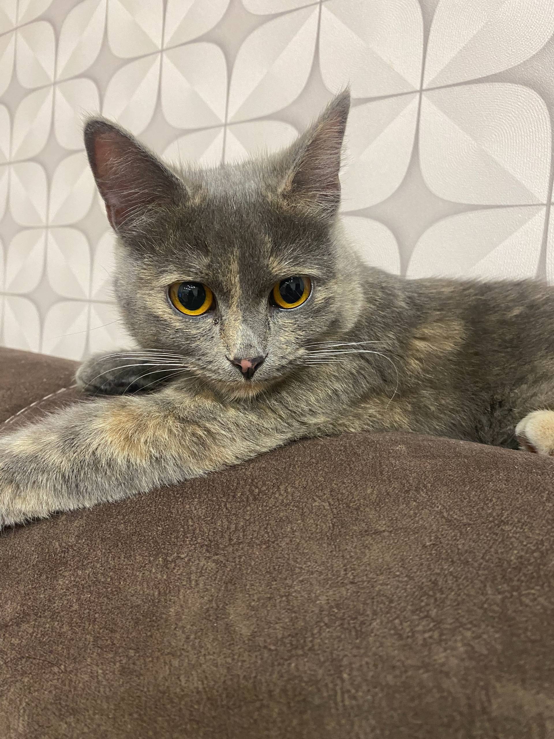 Найдена кошка в районе памятни...