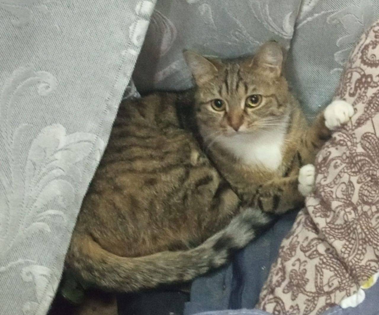 !ПРОПАЛА КОШКА! Кошку зовут Ры...