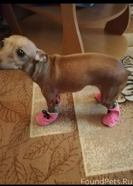 Потерялась собака возле манго