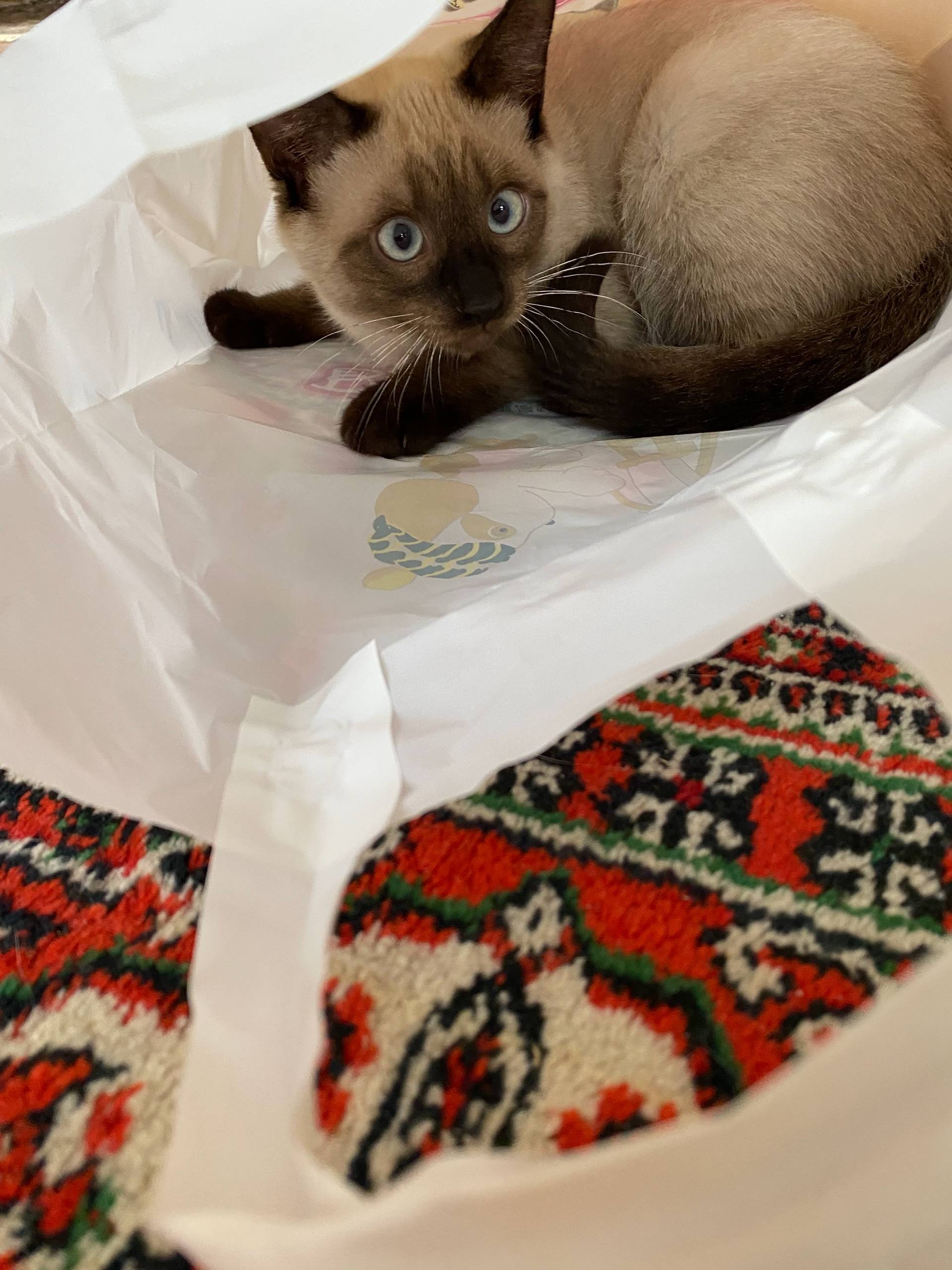 Потерялся котенок в районе ули...