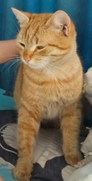 СРОЧНО! РОЗЫСК КОТА-ПРАВДОРУБА...