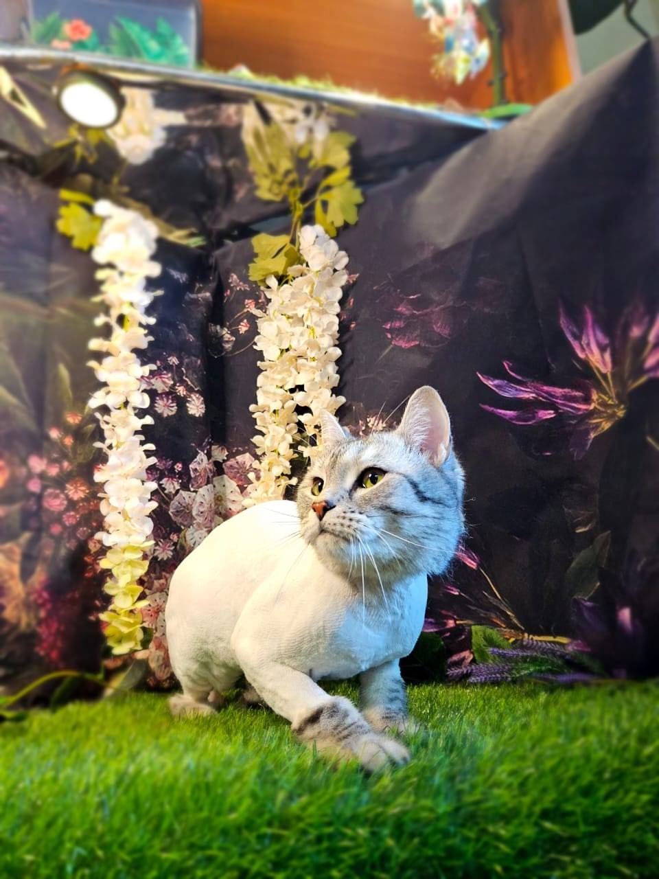 Пропал кот в районе ул. Калини...