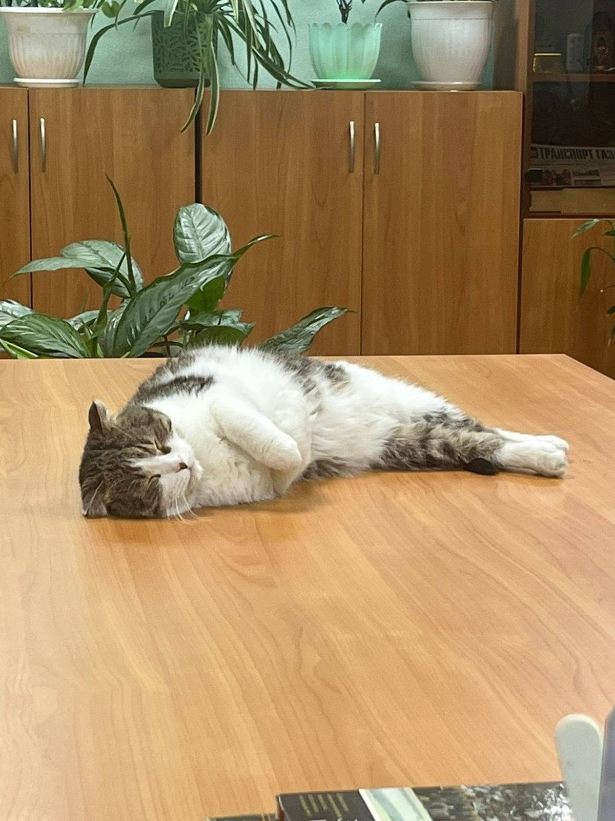 Пропала кошка в районе улицы К...