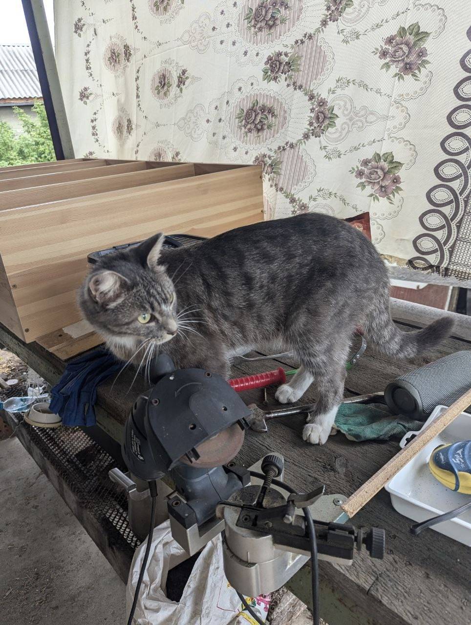 Пропал кот по кличке Тихон в.....