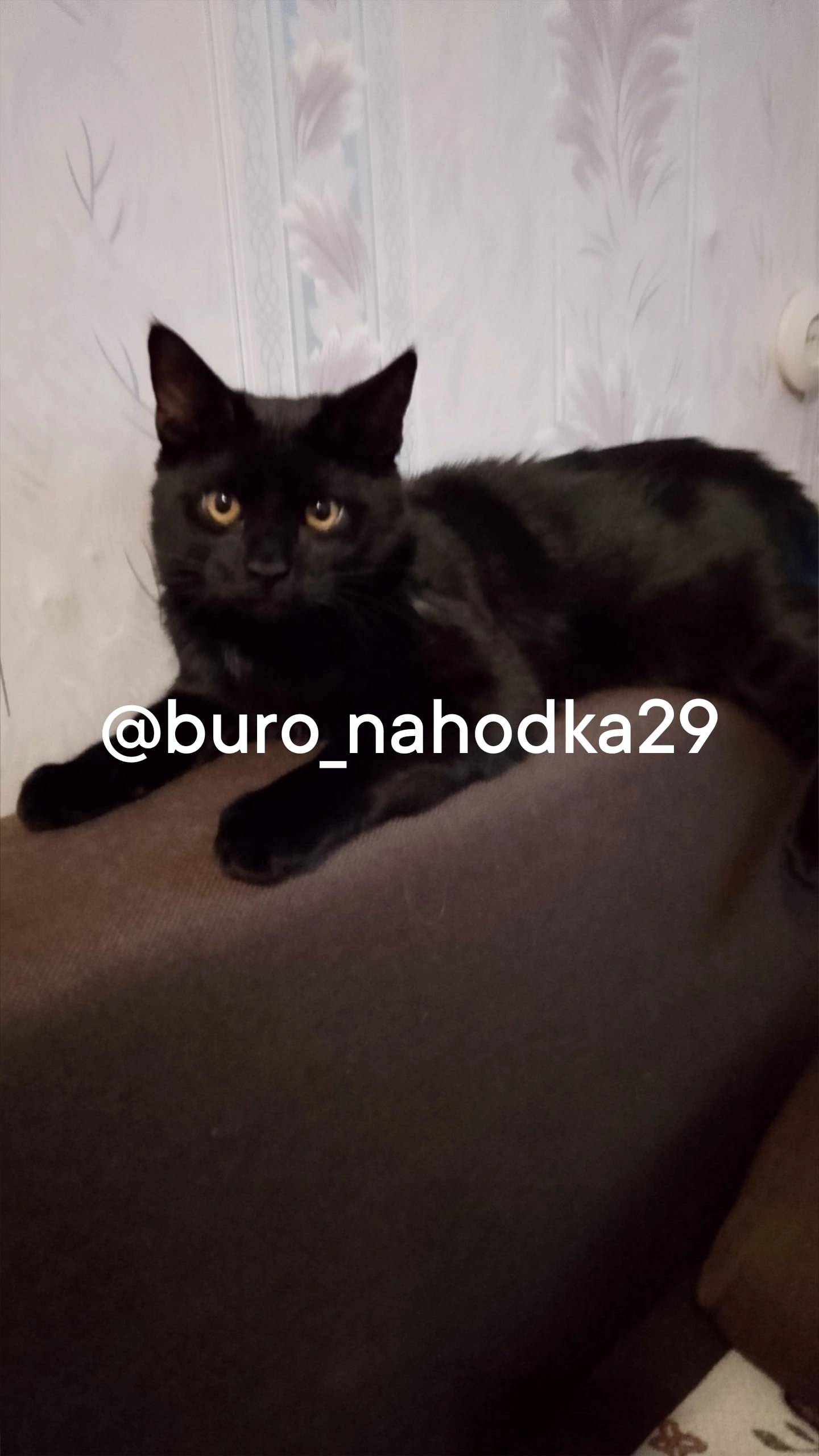 Пропал кот в соломболе зовут Л...