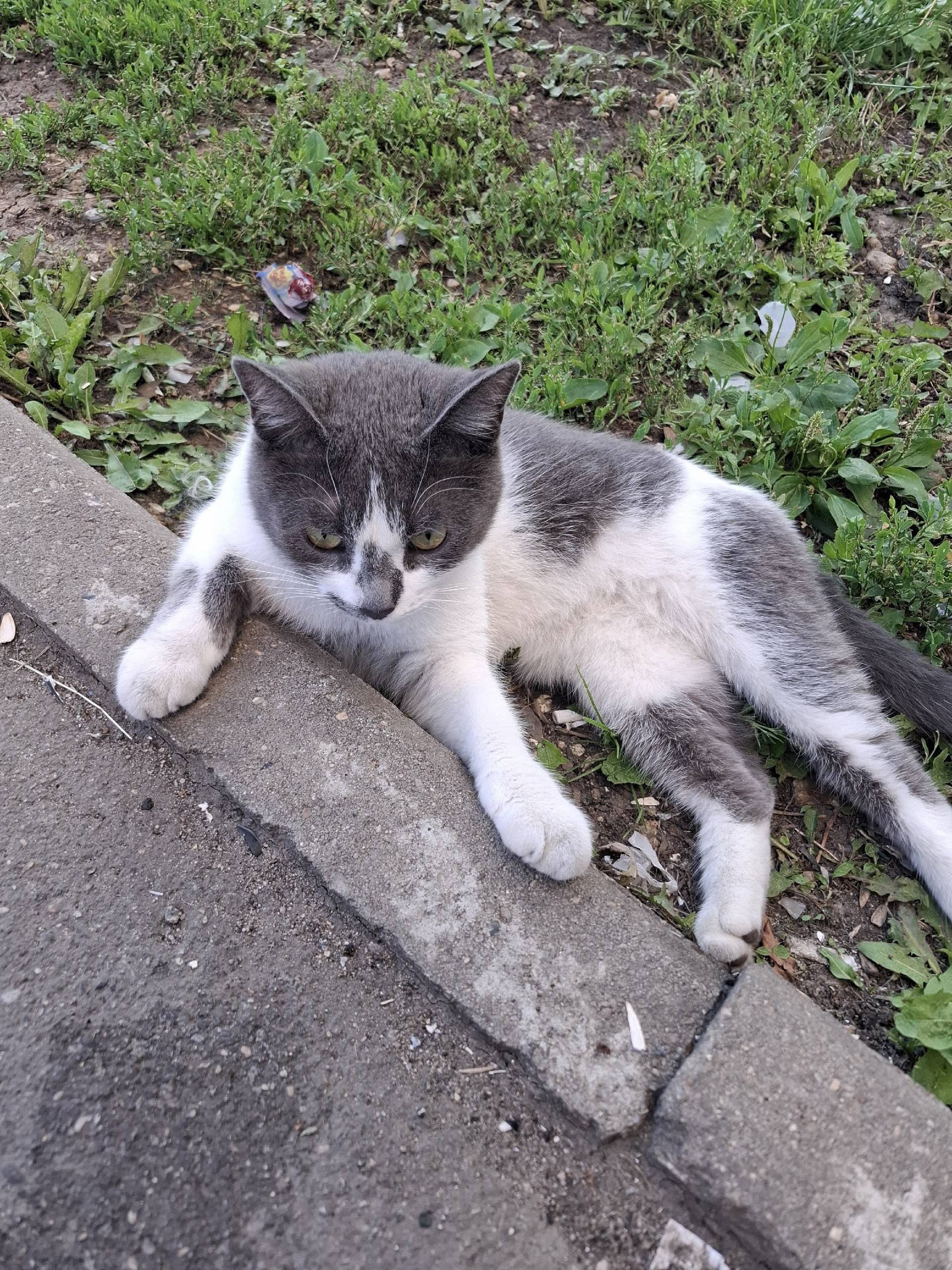 📣📣‼️‼️ Найдена кошечка на улиц...