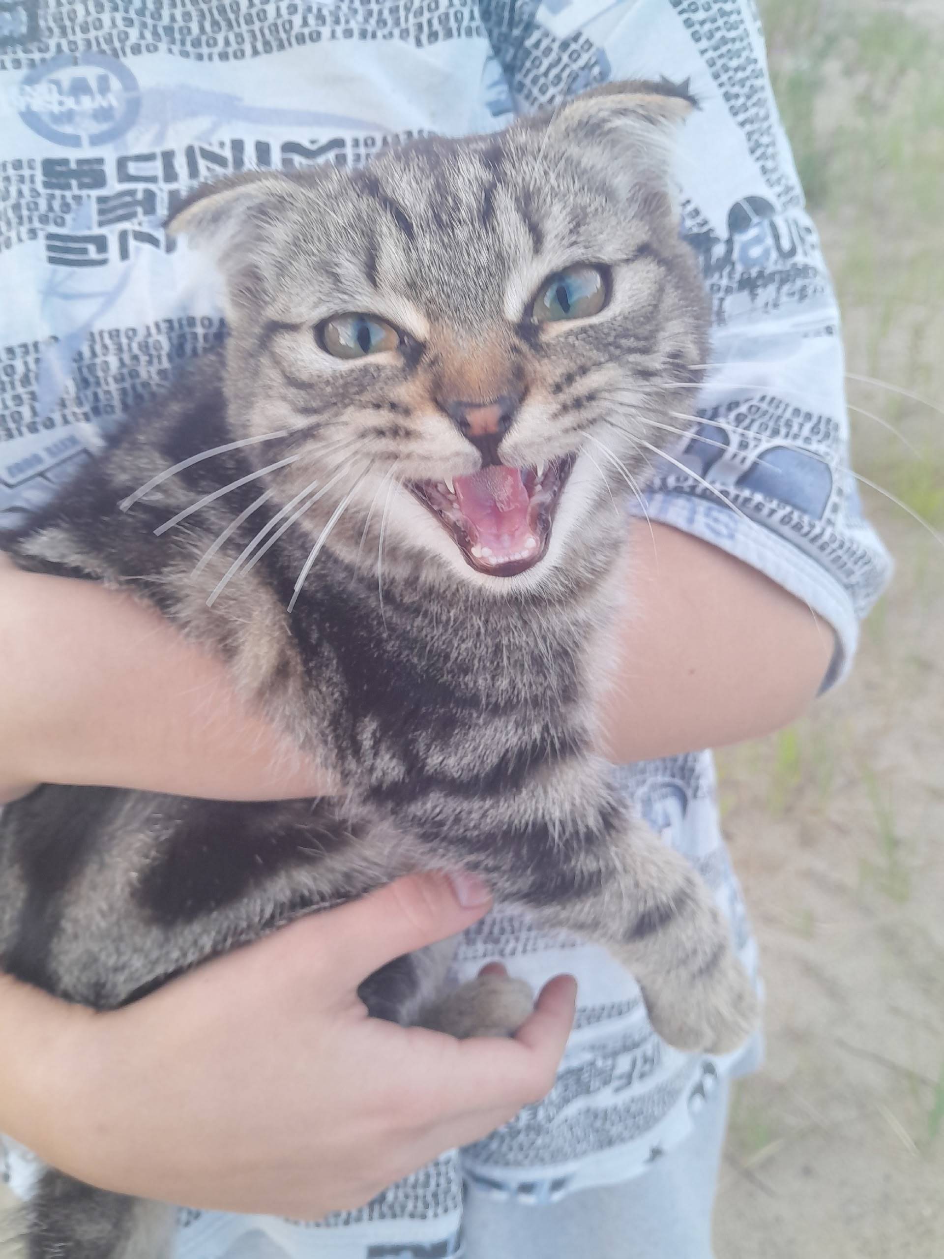 На улице смородиновой бегает к...