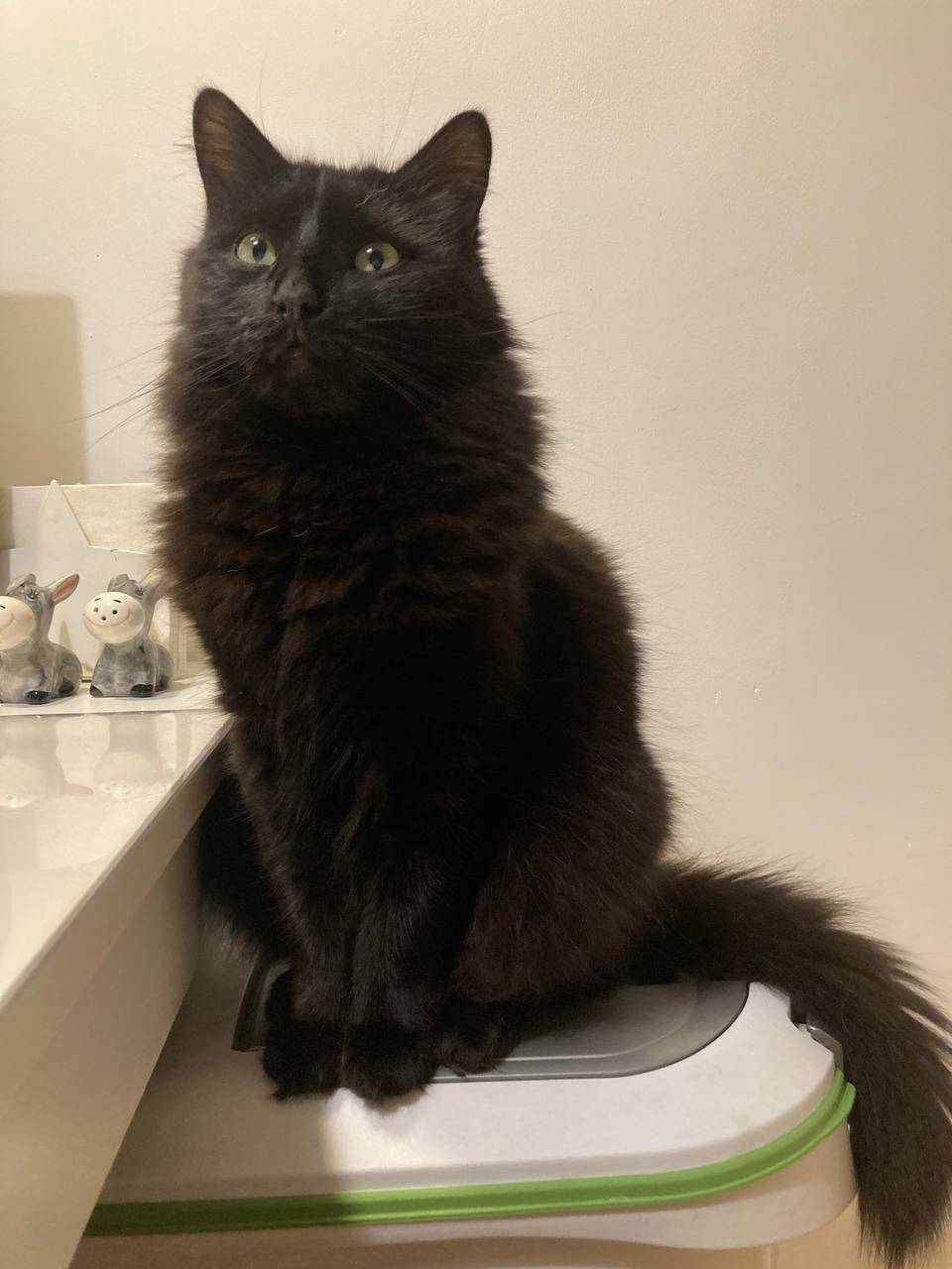 Пропал кот по кличке САлем. От...