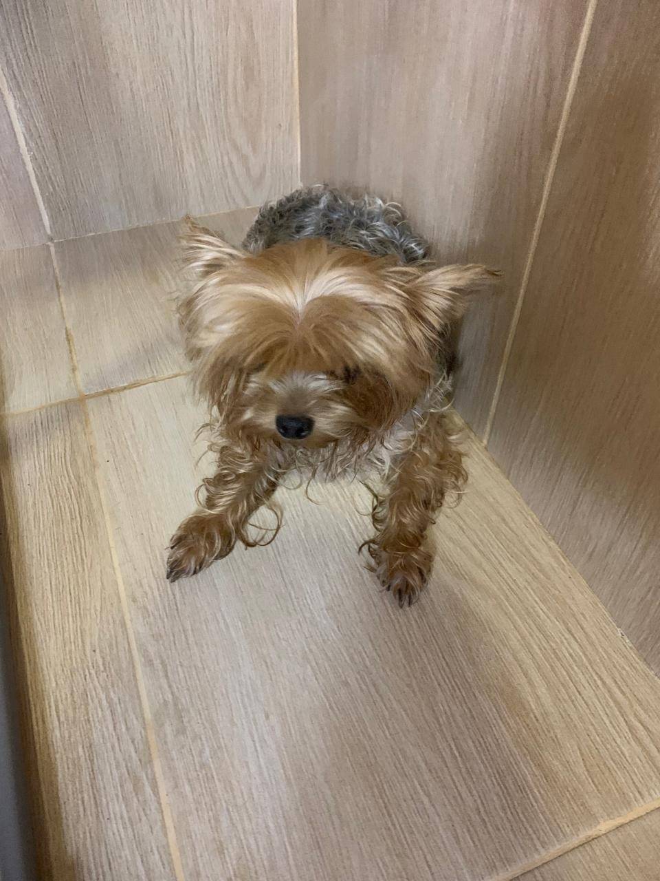 Репост !!! ,найдена собака,мож...