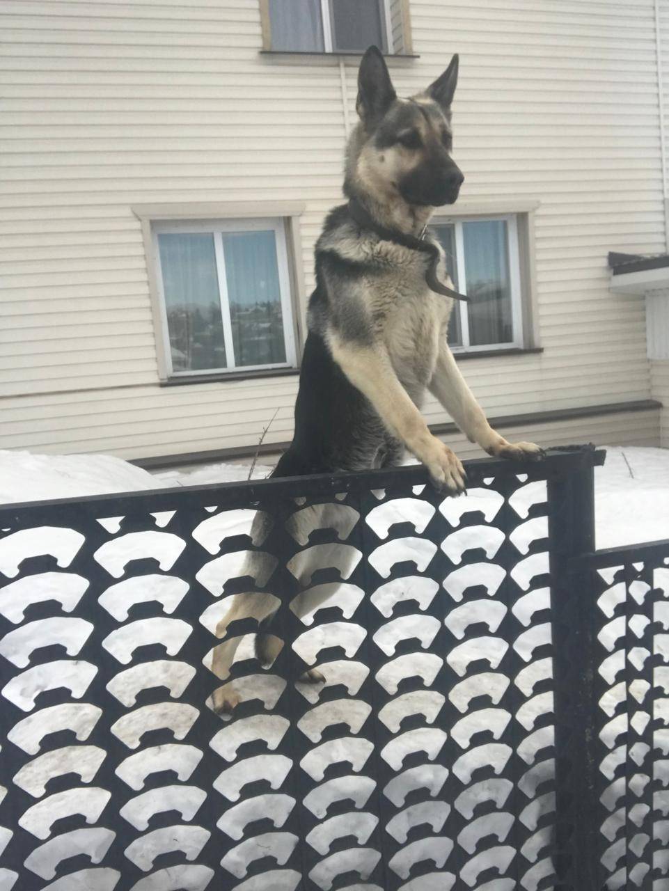 Пропала собака. Район Мелентев...