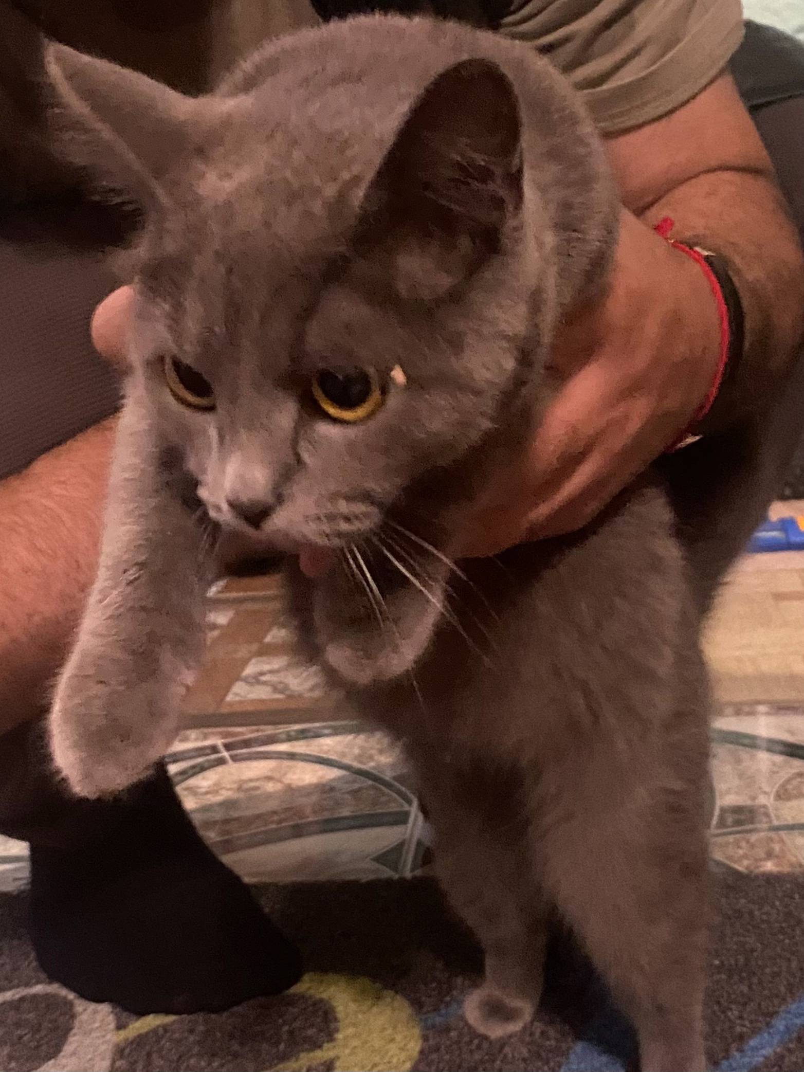 Найден кот(кошка) в районе ЖД....