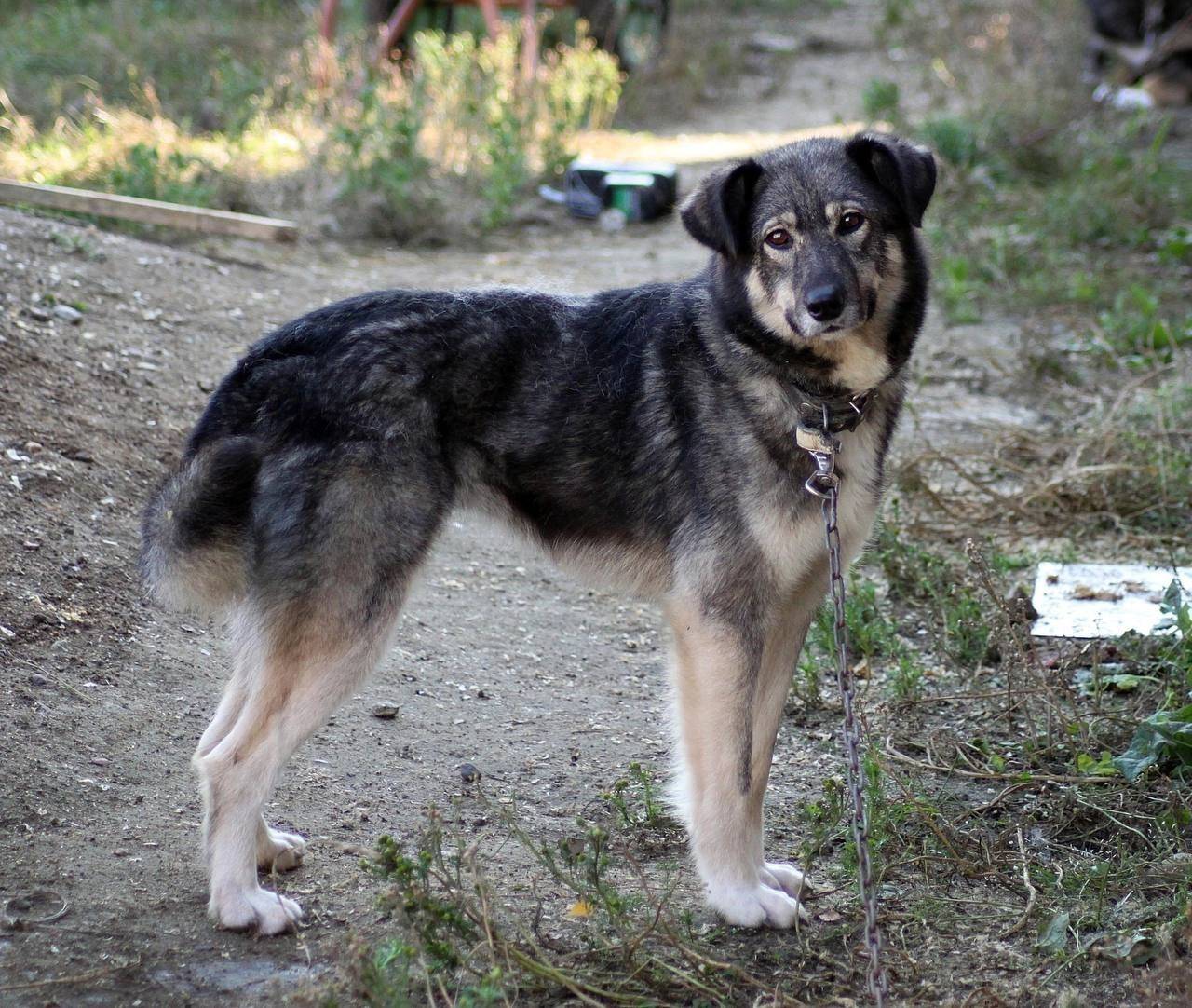 🆘🆘🆘🆘🆘🆘🆘🆘🆘🆘🆘 При прогулке убежа...