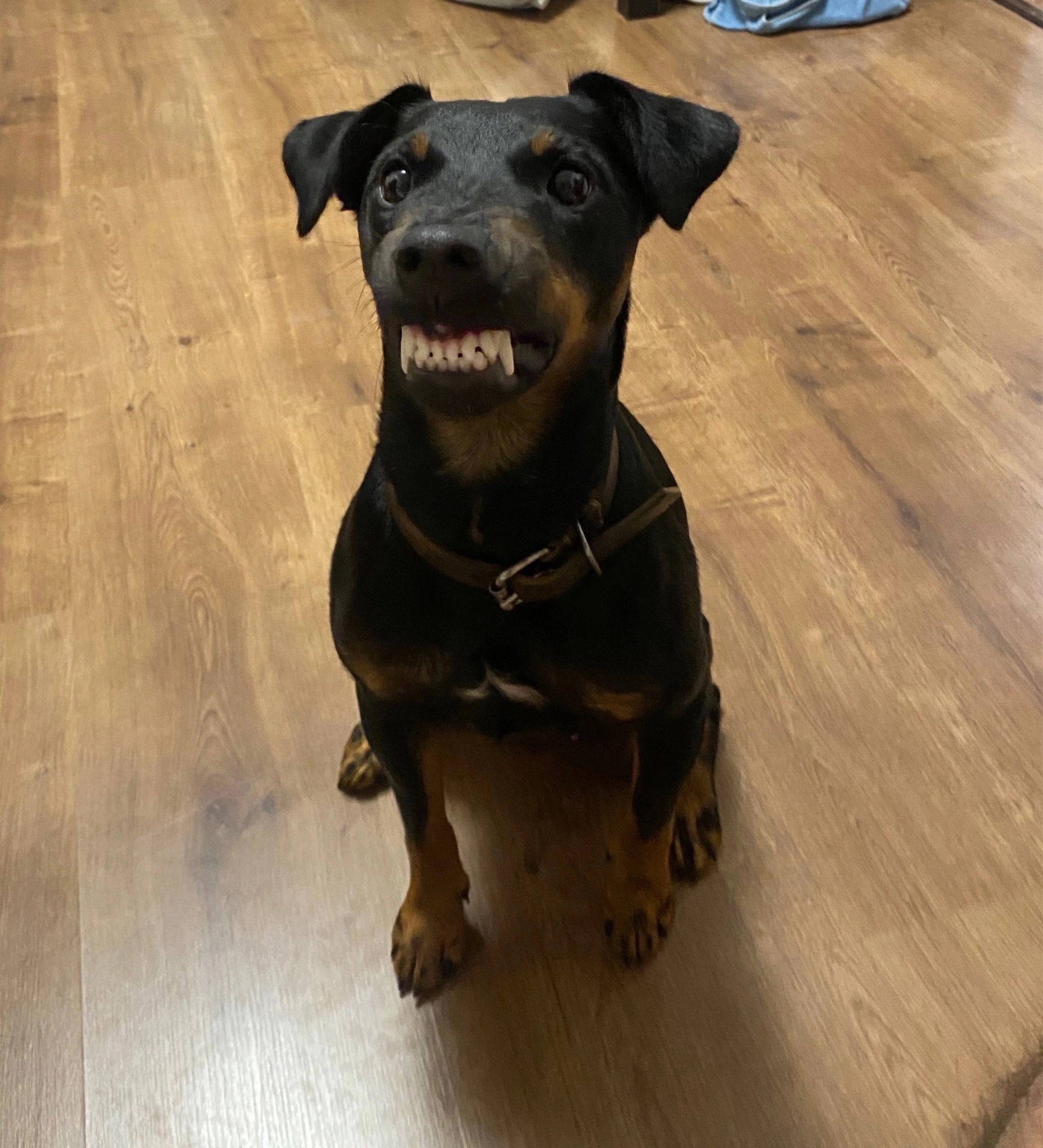 Потерялась собака! Черная, гла...