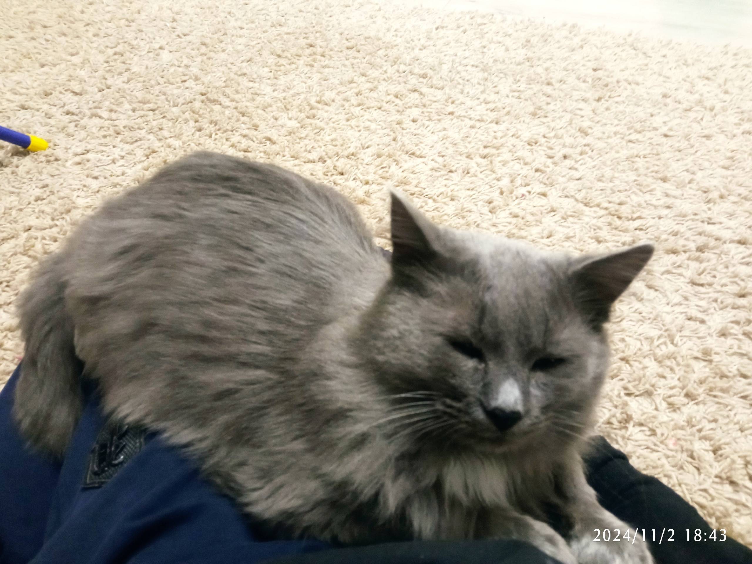 Пропал кот. Пропал кот, такой ...