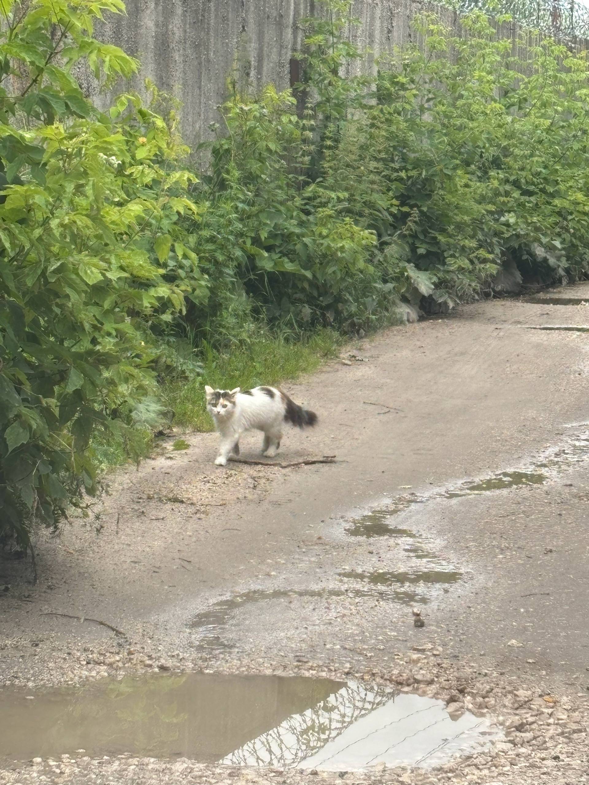 Найдена (замечена) кошка. Чья ...