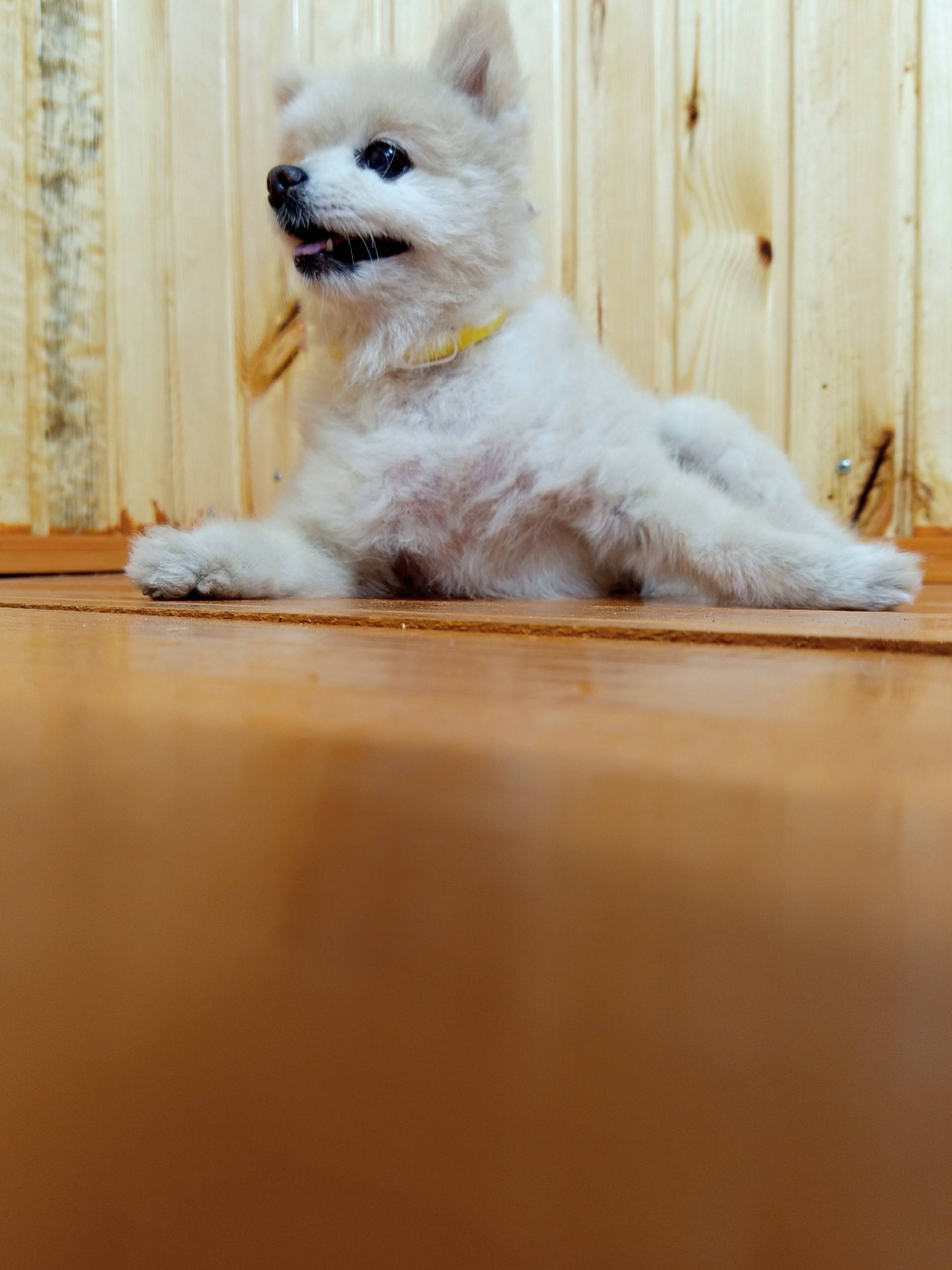 Пропала собака с жёлтым ошейни...