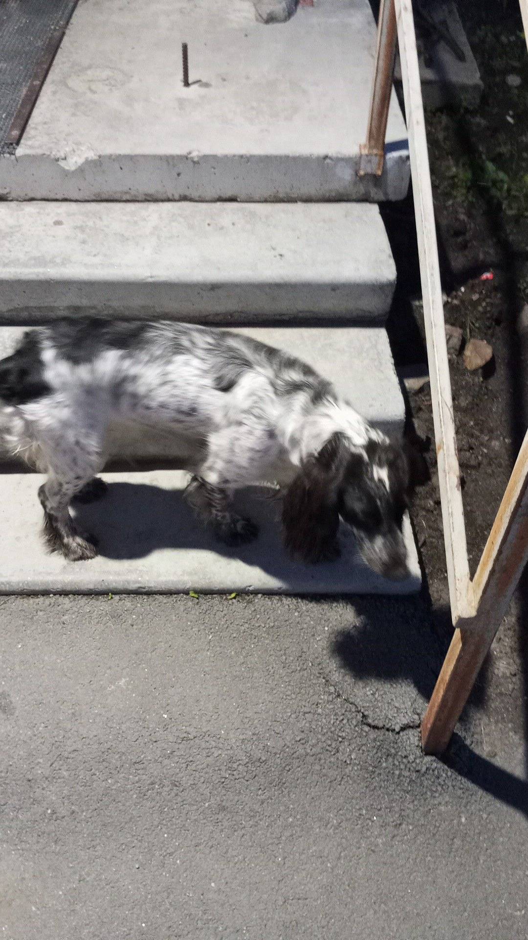 На 9 мая 25а сидела собака...