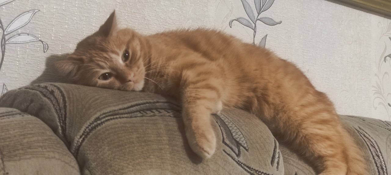 ВНИМАНИЕ!!! Пропал рыжий кот, ...