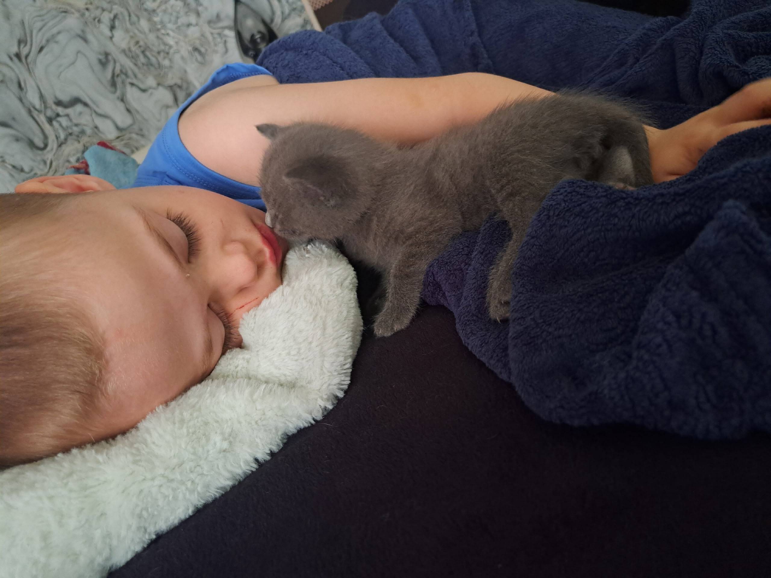 Пропал котенок, окрас сереньки...