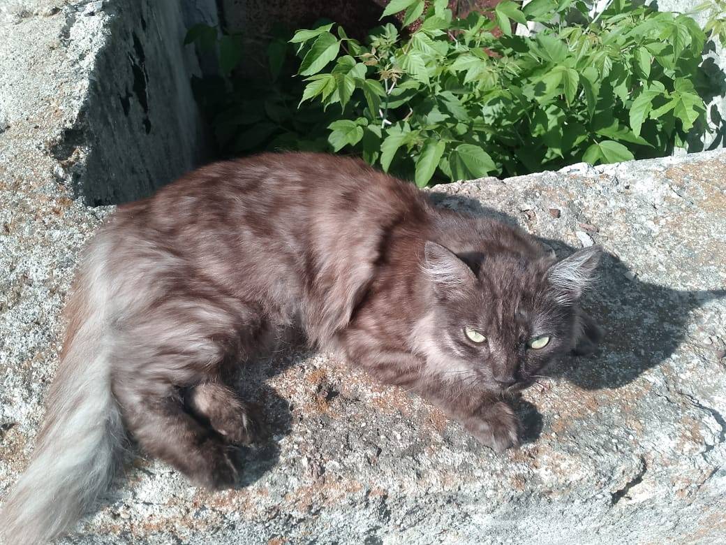 Найдена кошечка, живет в Пятиэ...