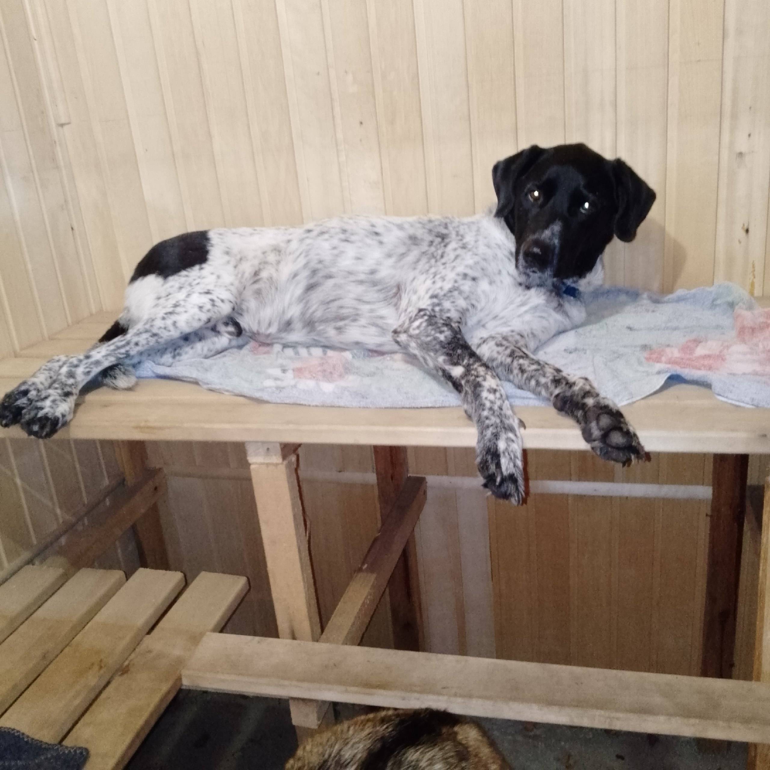 Пропал пес. Испугался грозы и ...