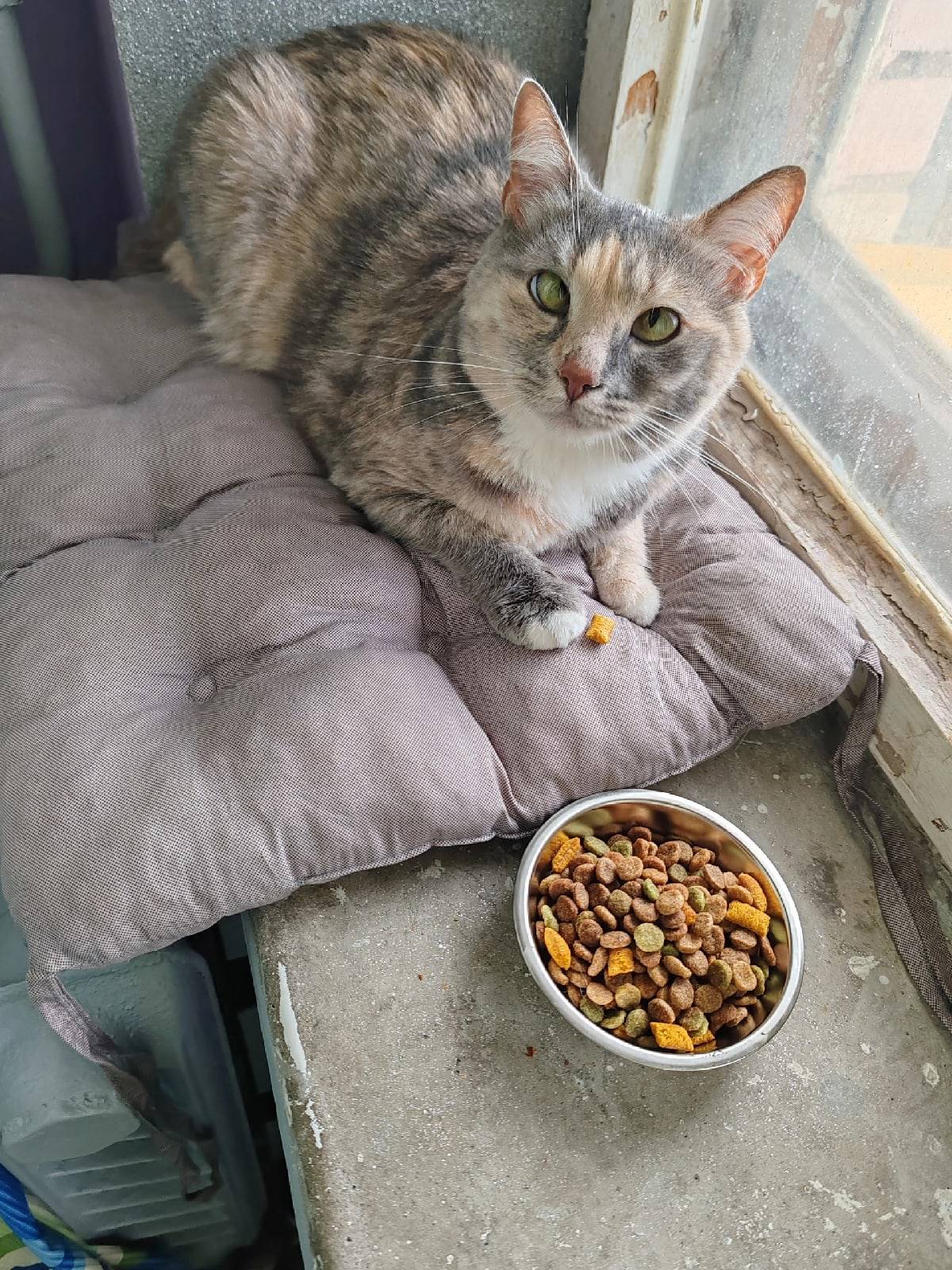 П.Понтонный Найдена кошка,явно...