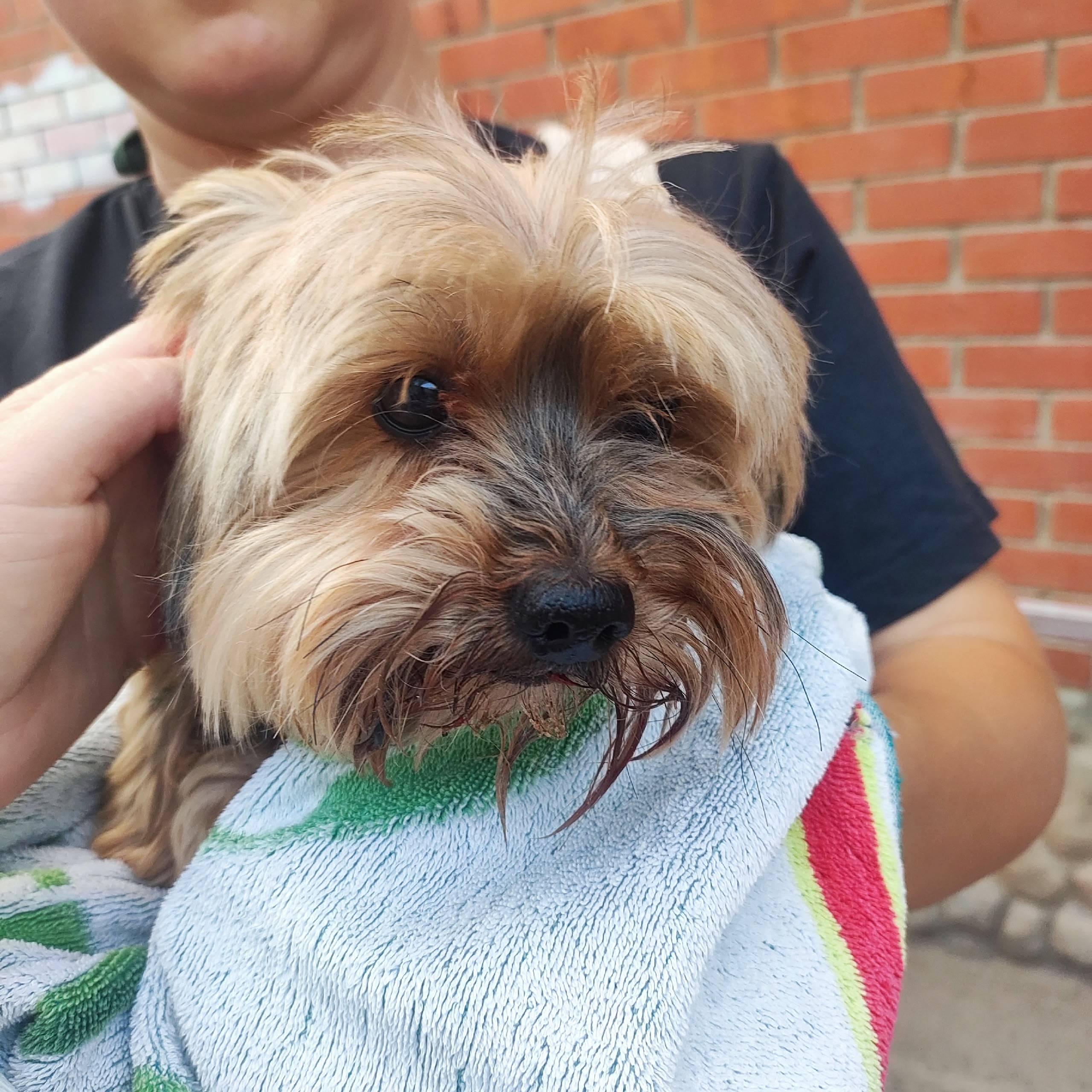 Найдена собака возле Дикси. Со...