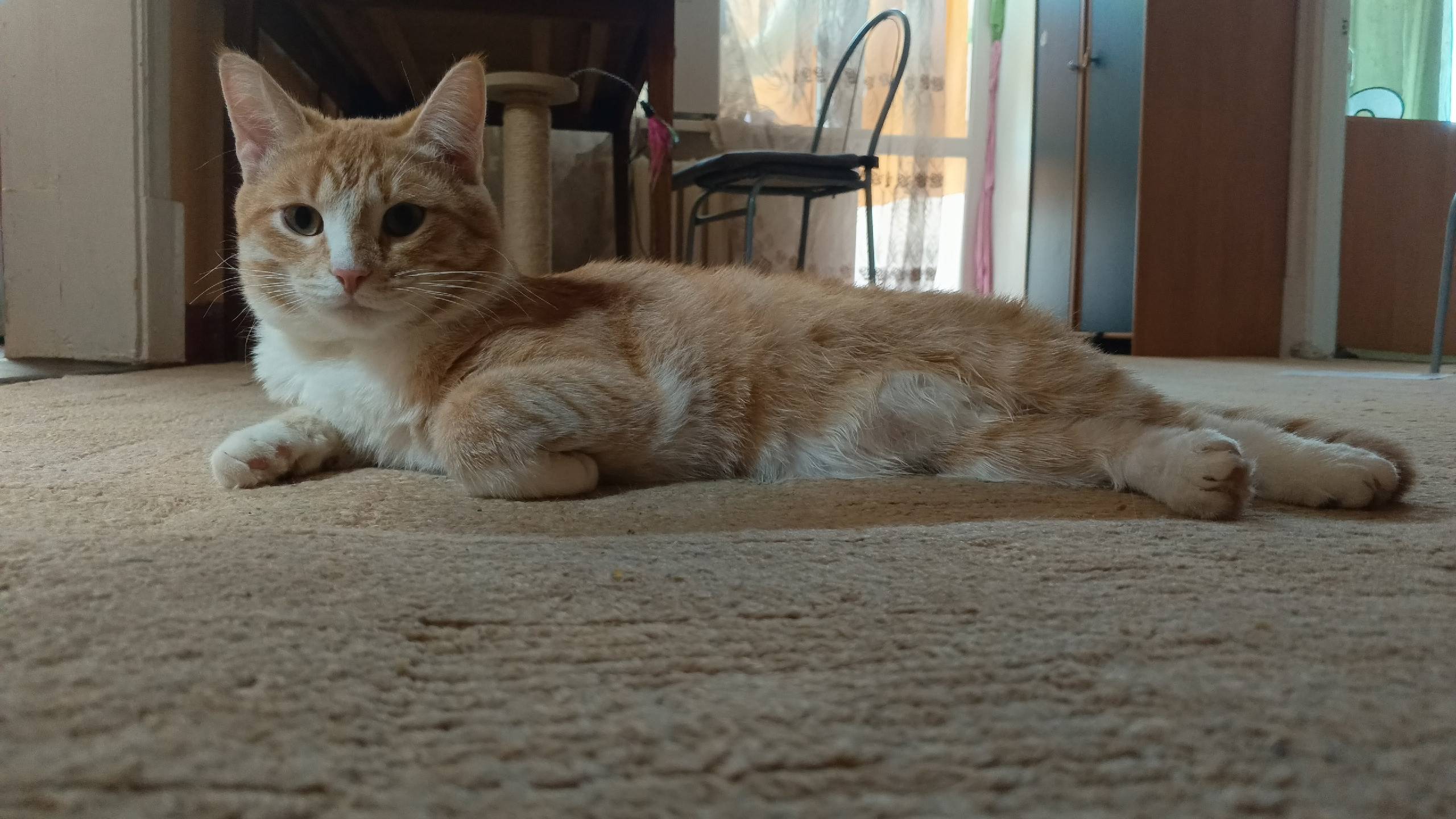 ‼️ ПРОПАЛ КОТ ‼️ Помогите найт...