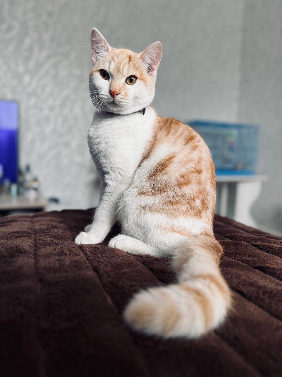 Пропал молодой кот и кошка, ул...