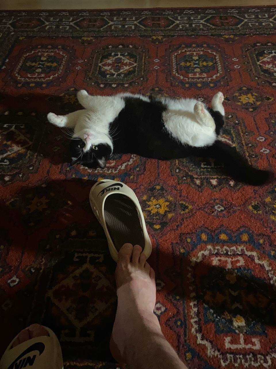 Здравствуйте! Пропала кошка в ...