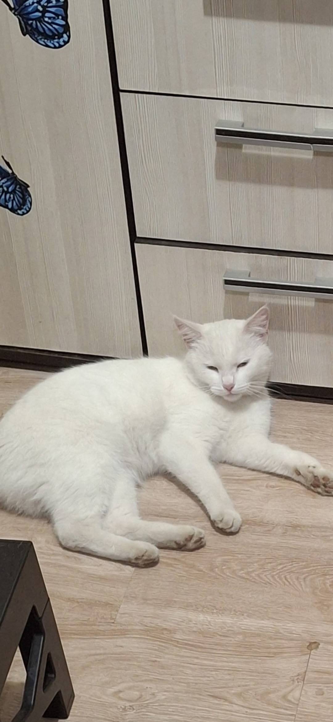 Пропала кошка,кличка соня,крас...