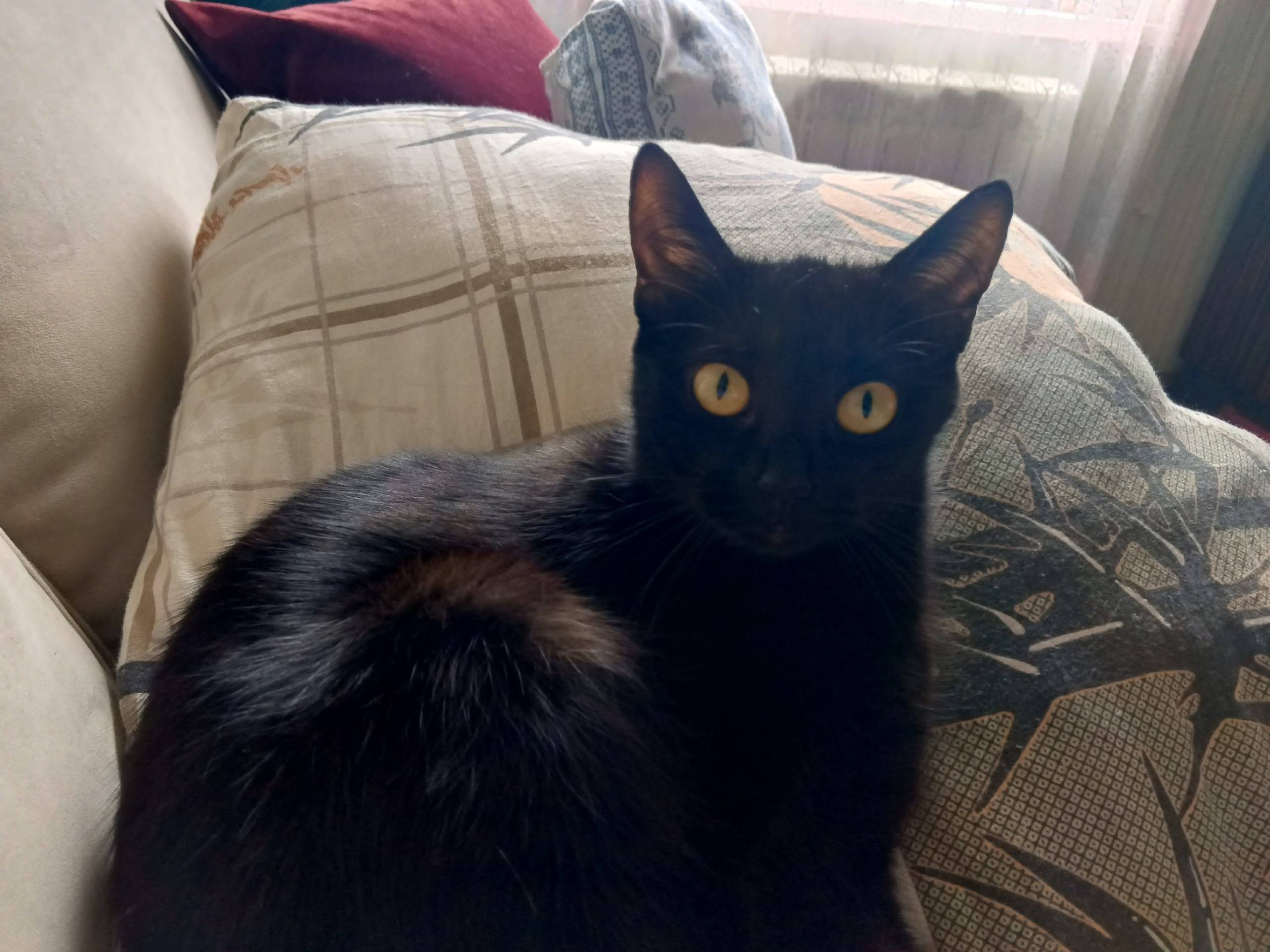 Всем привет! Пропала кошка зов...