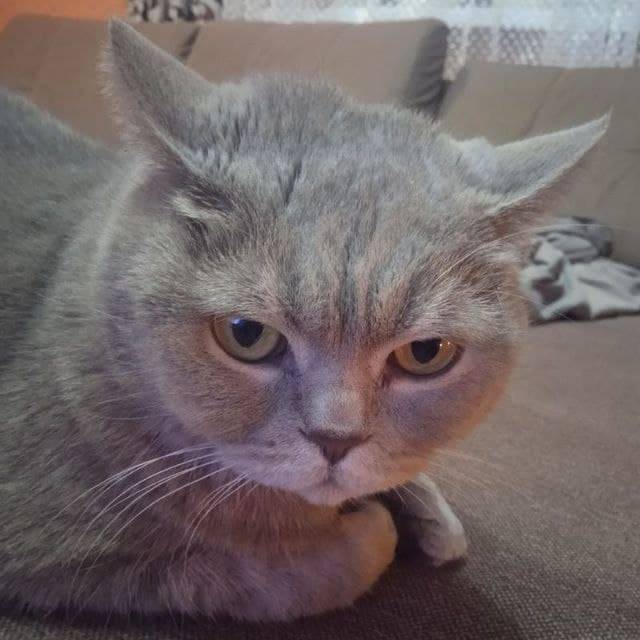 Пропала кошка, возраст 10 лет ...