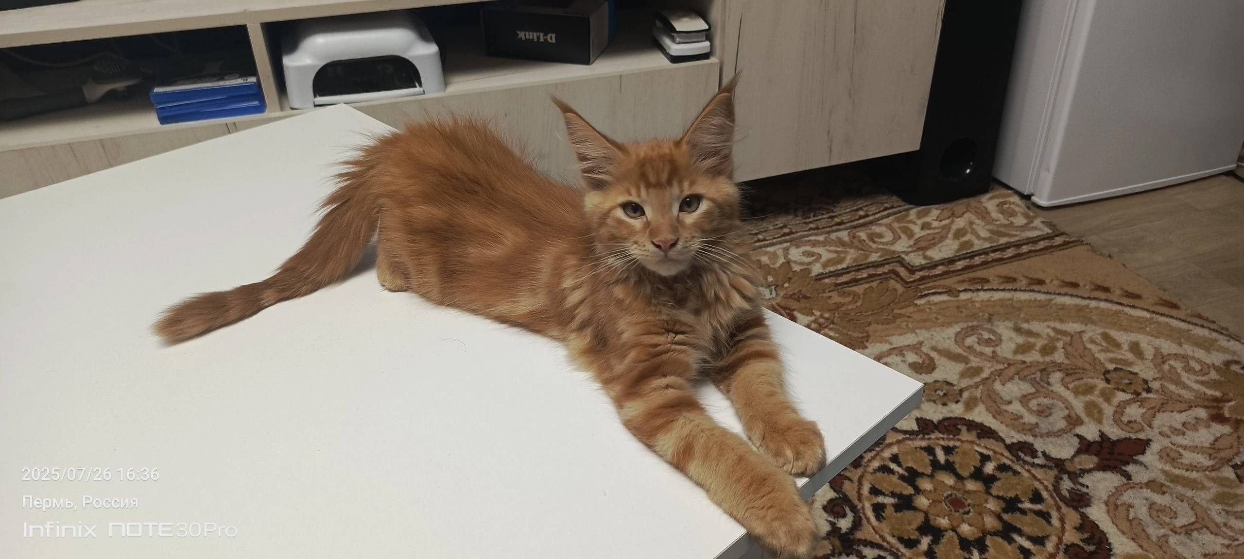 Пропал котёнок. В районе ул. М...