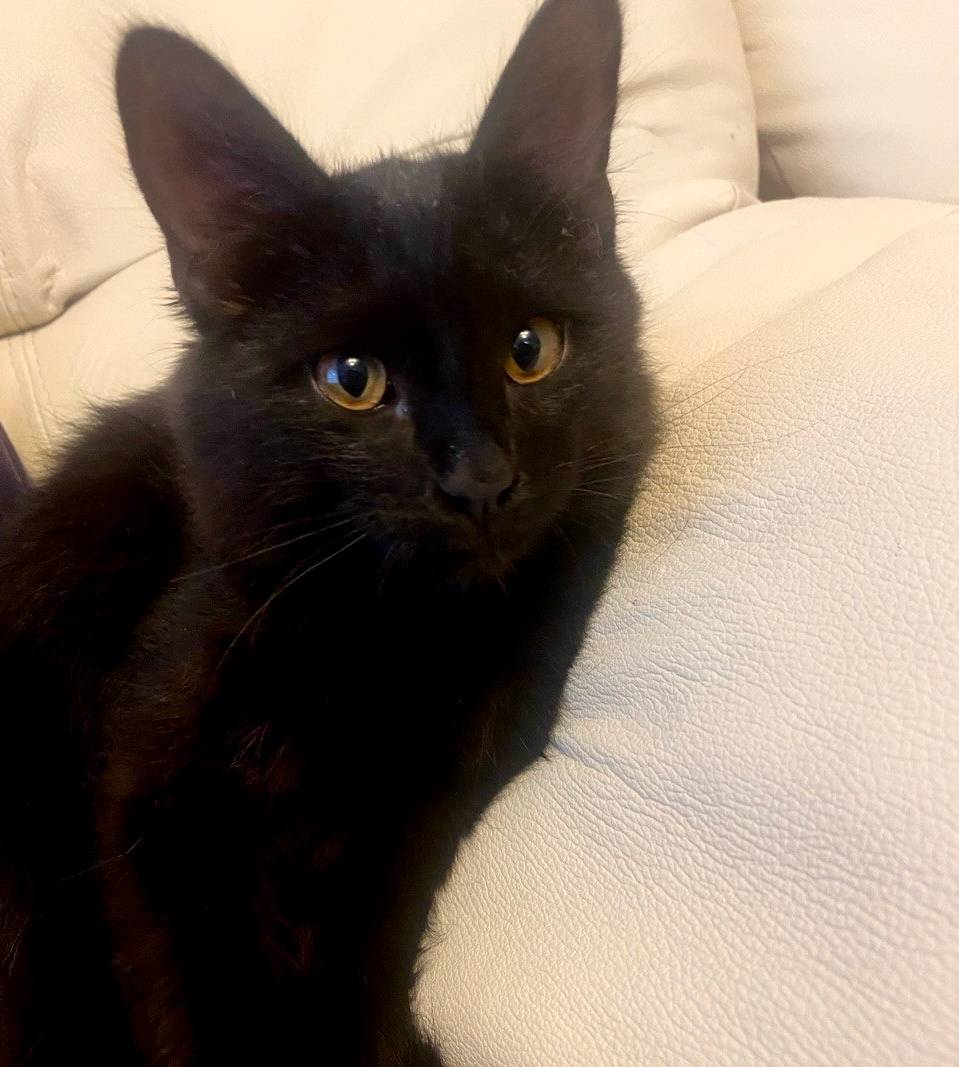 Найден котенок, мальчик, месяц...