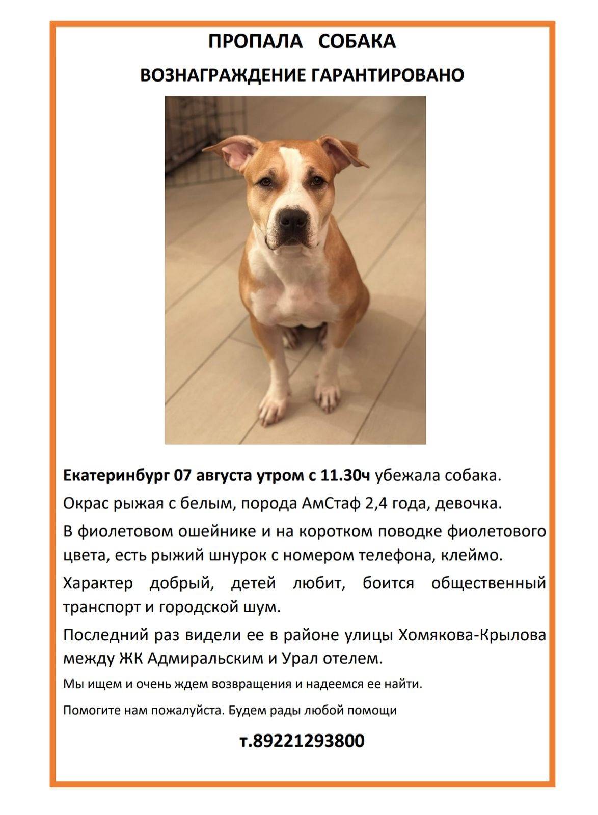 Потерялась собака, стаффорд, о...