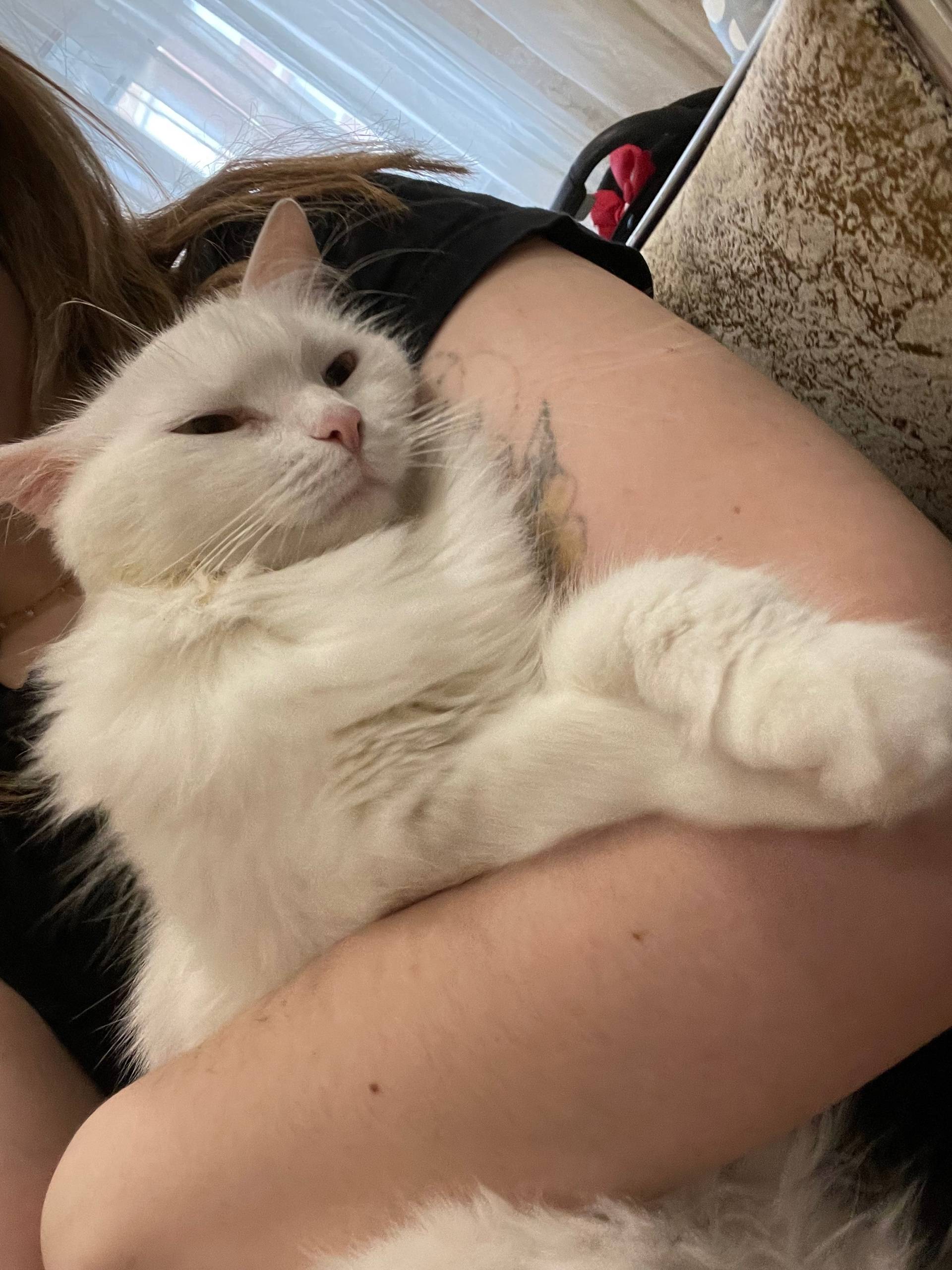 Пропала кошка , д. Александров...