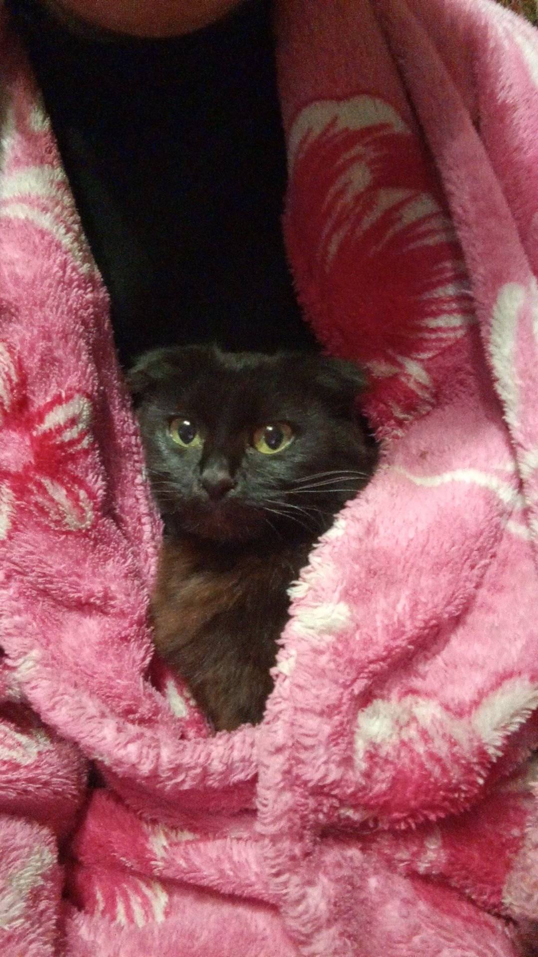 Прибежала кошка , черная висло...