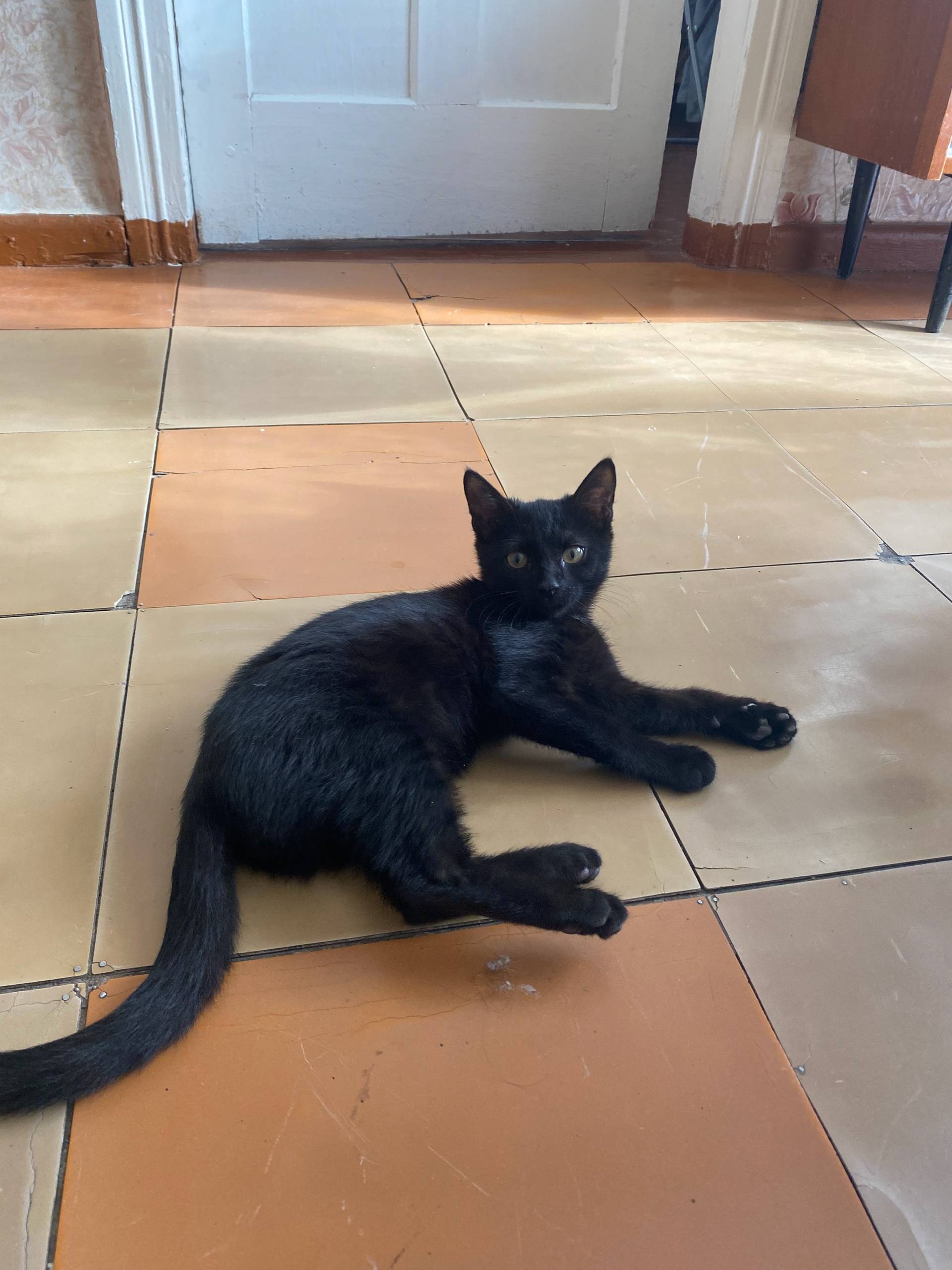 Ребята , нашли котенка очень у...