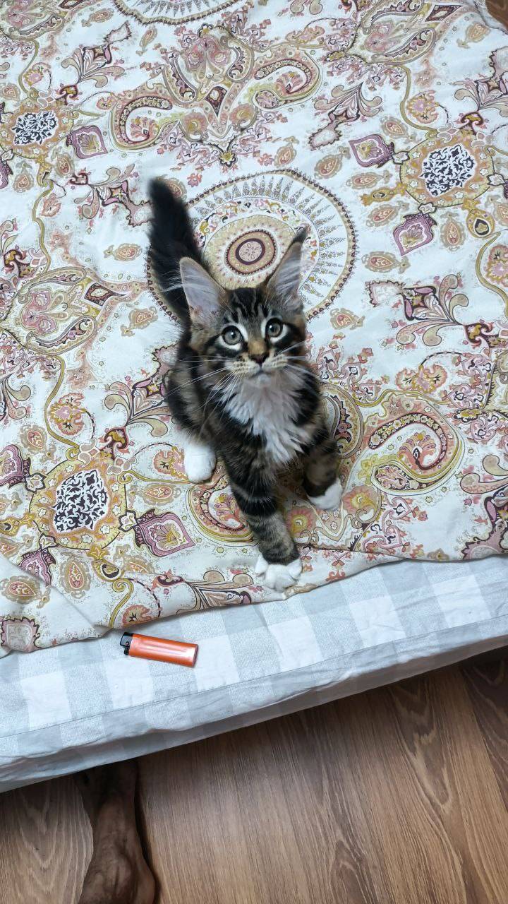 Ищем котёнка