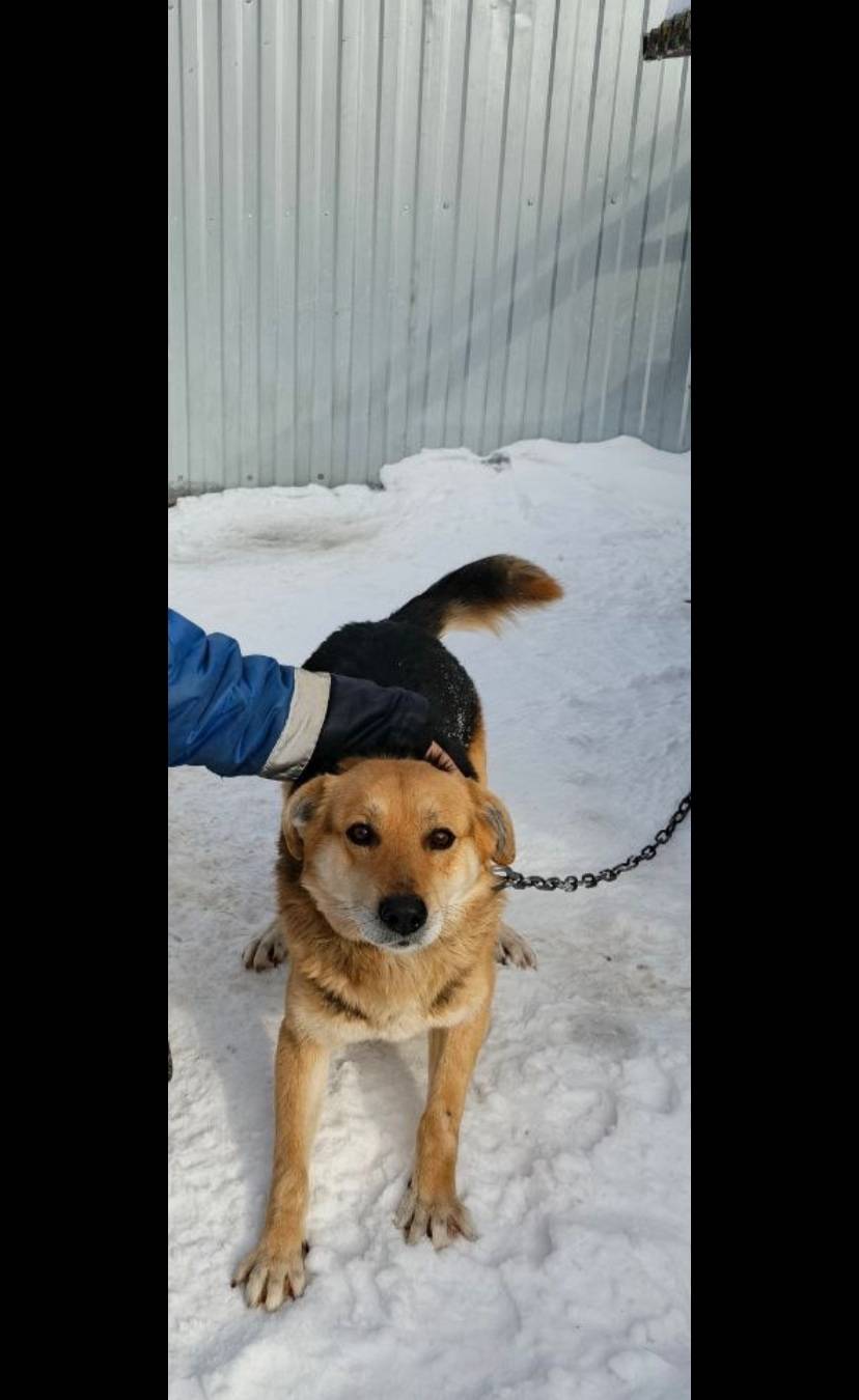 Помогите найти собаку🙏 Может к...