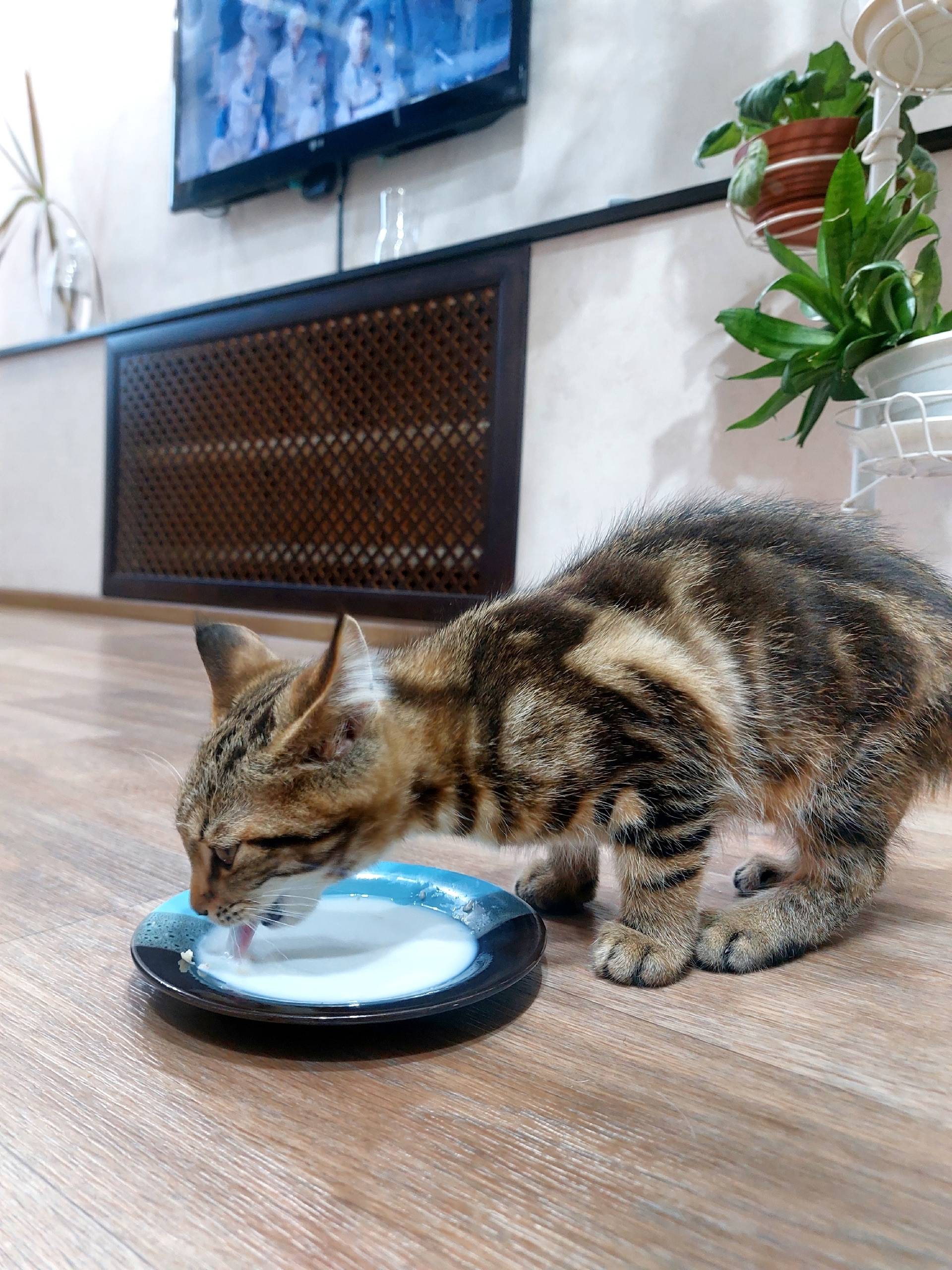 Найден котёнок. Видимо потерял...