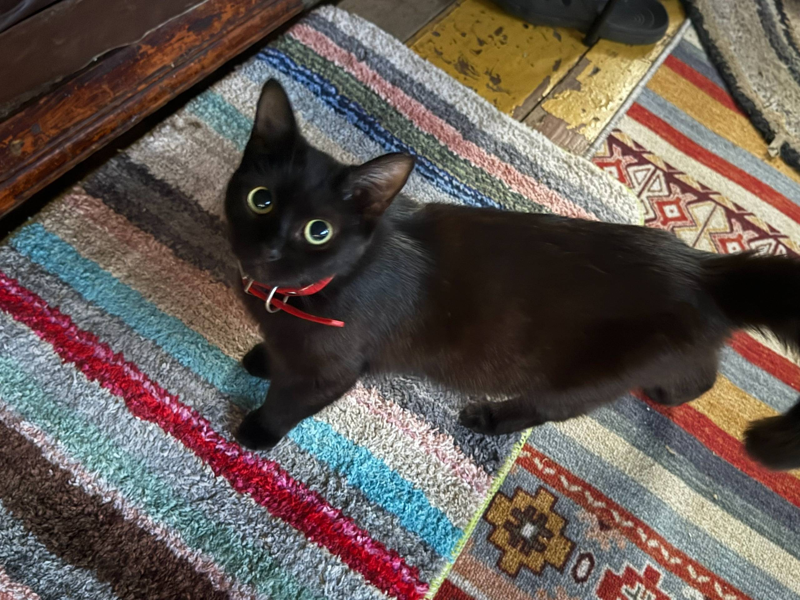 В районе Ленкоммуны пропала ко...