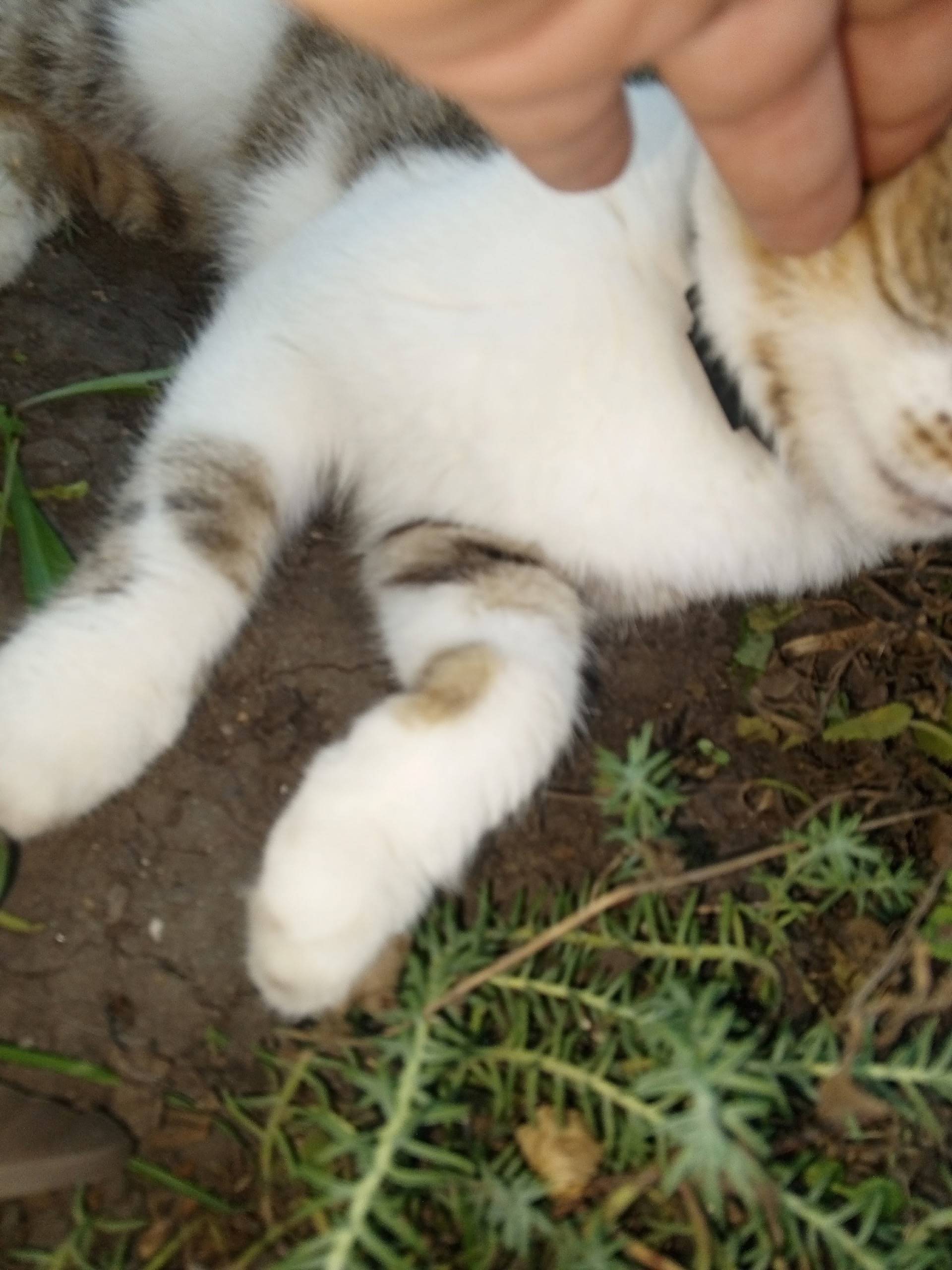 Чья это кошка? Ошейник порван,...