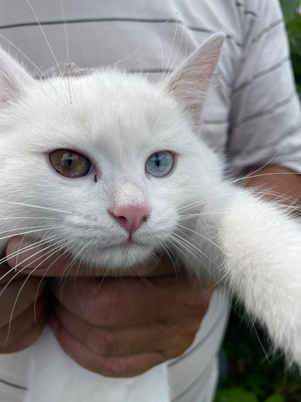 Найдено чудо! В садах Уралочки...