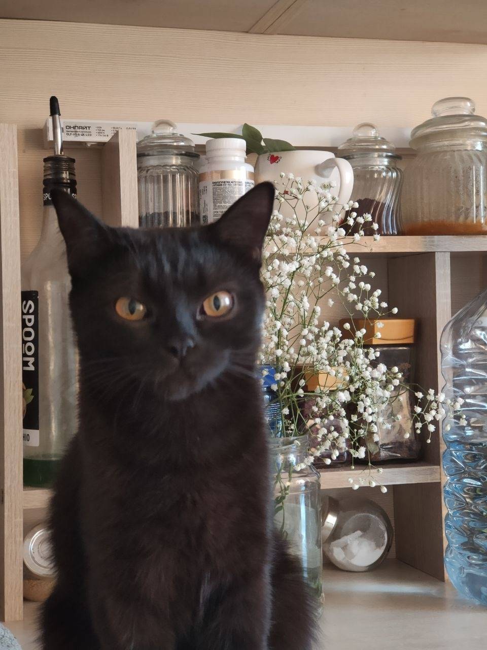 Срочно Пропала кошка 6-11"Б...