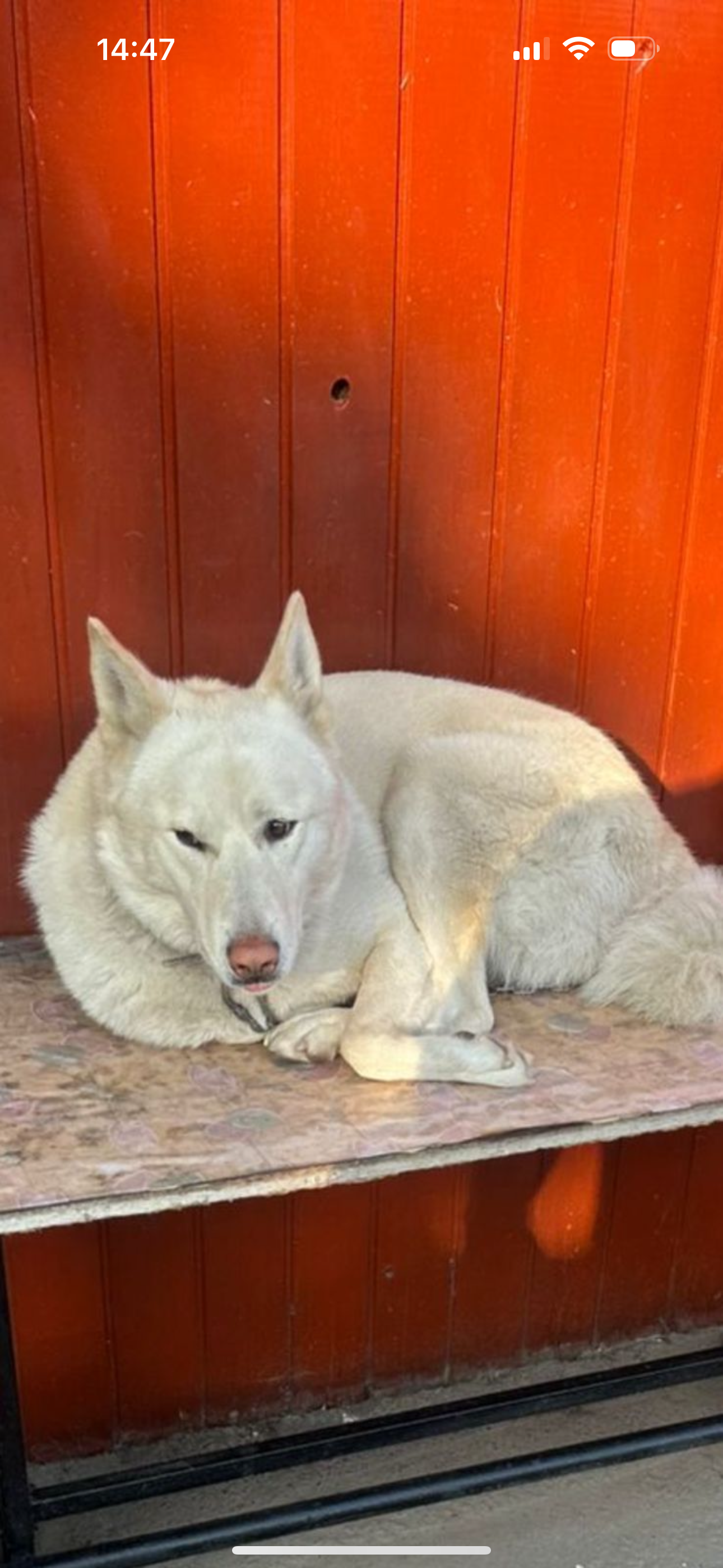 Потерялась собака в с.Баклаши 